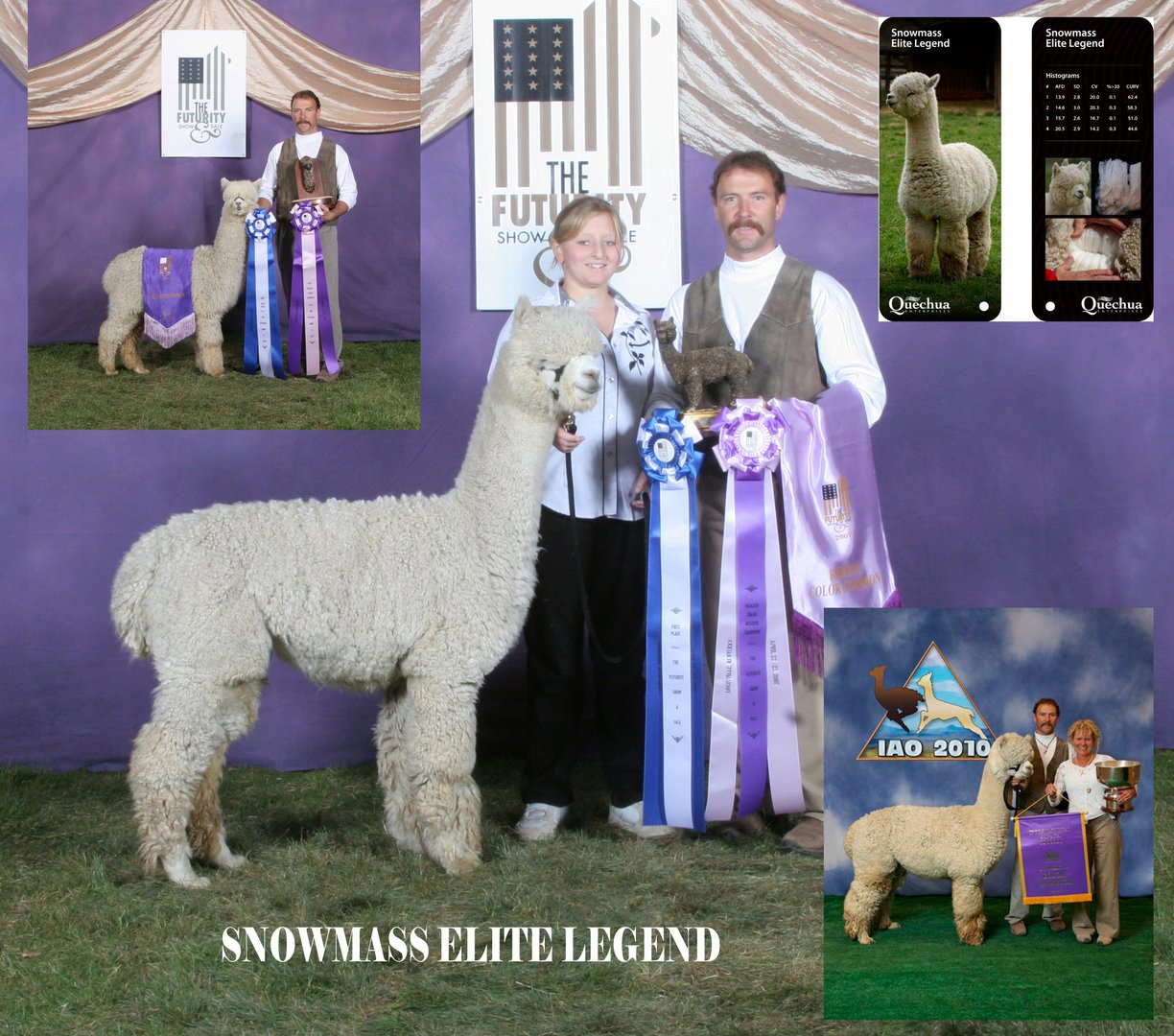 Alpacas