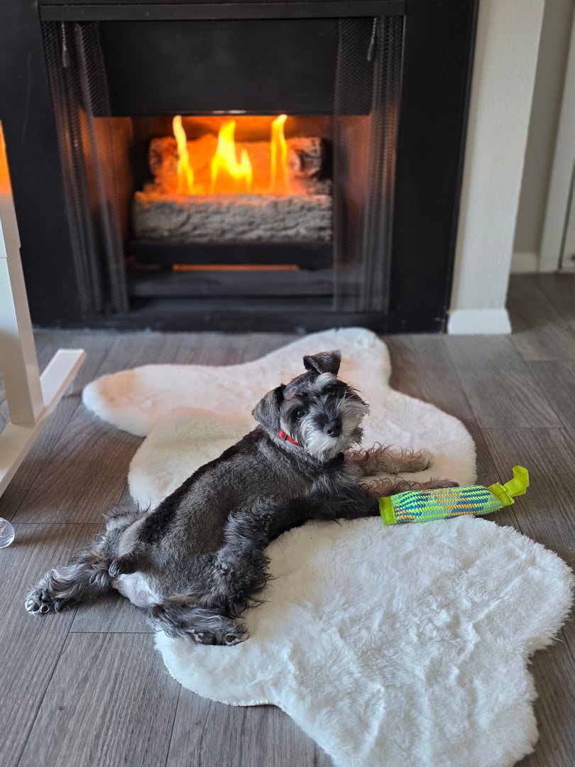 Happy pet at Uptown Pets Salt Lake City