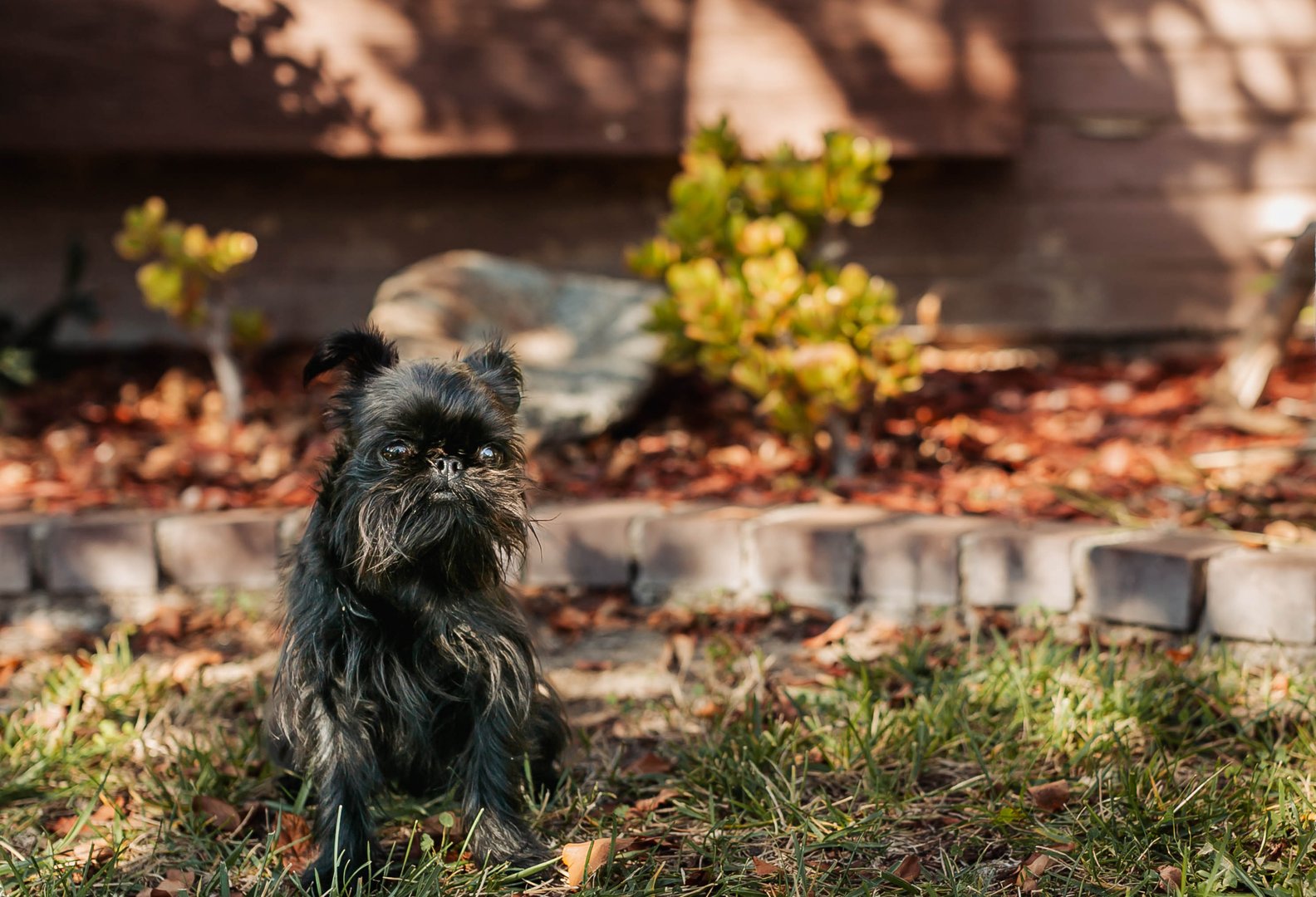 West Coast Brussels Griffon puppy
