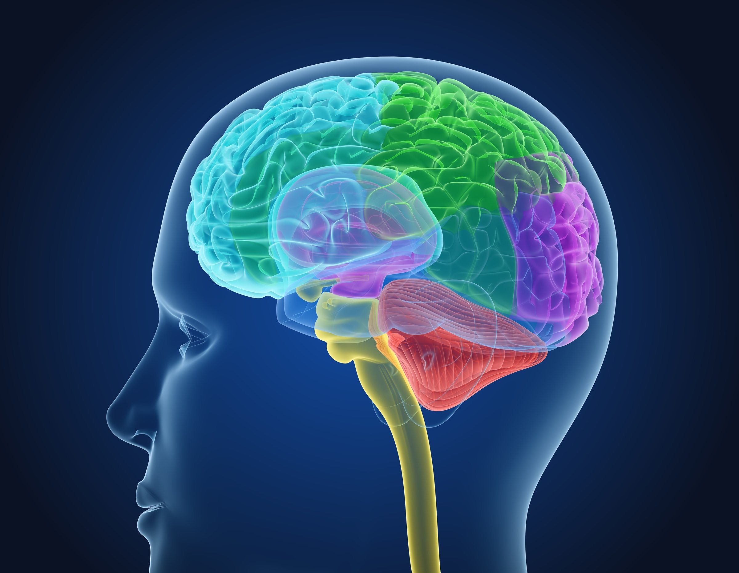 Xray Brain anatomy with inner structure, Medically accurate 3D illustration