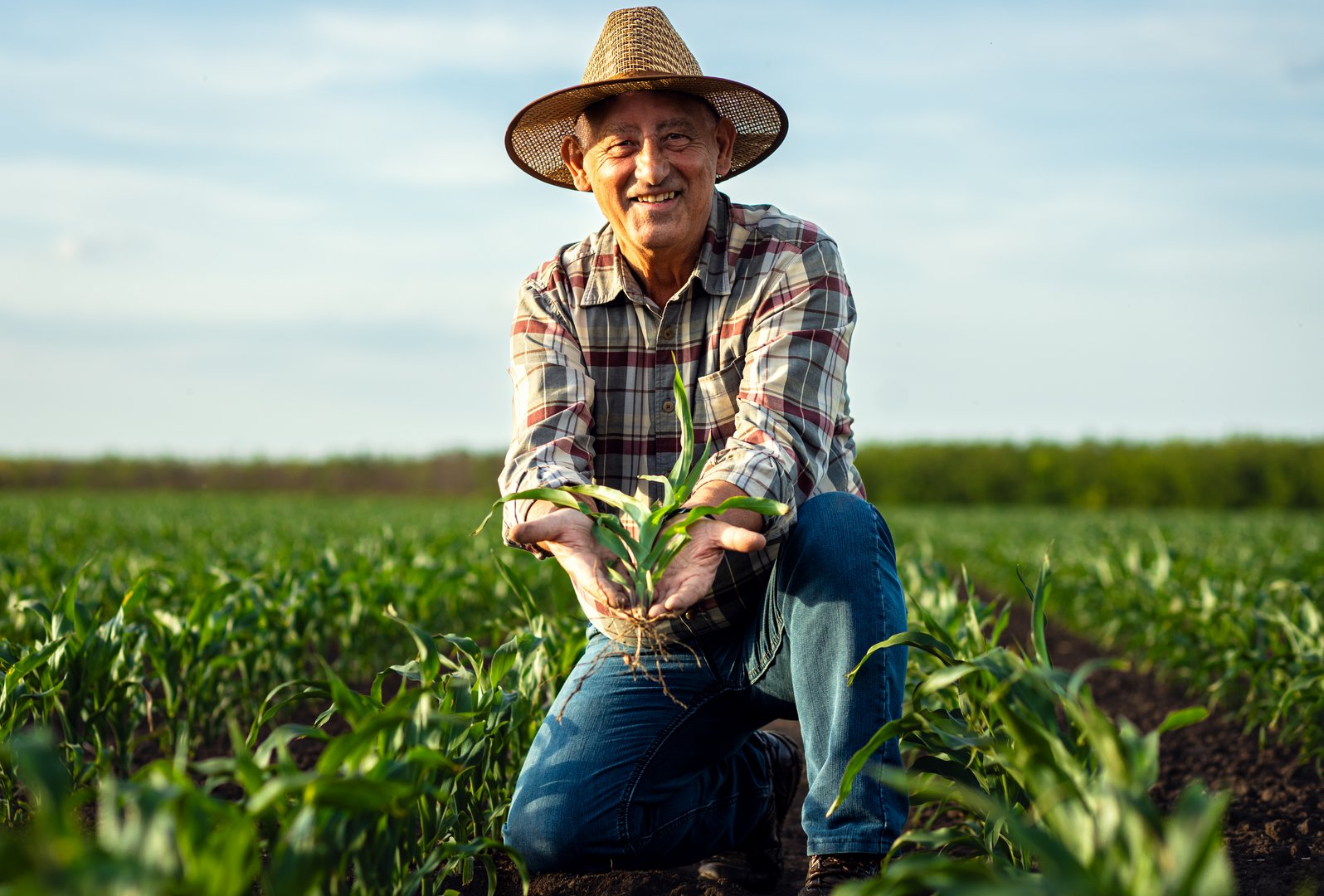 Portrait of senior farmer in corn field looking at camera holding crop in hands at sunset.