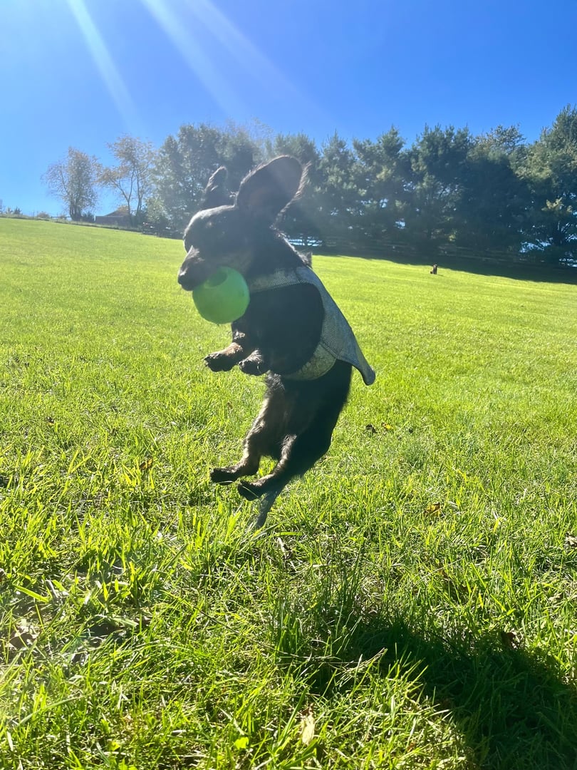 Dog jumping and playing during dog care in Salt Lake City