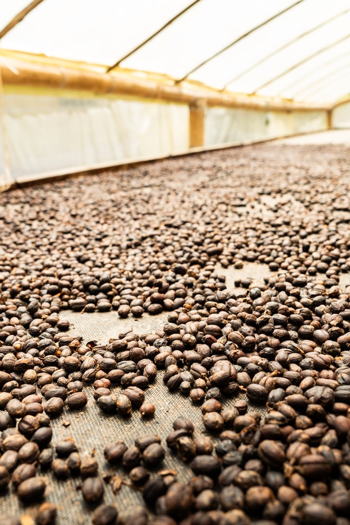 Coffee beans drying on a raised bed in a greenhouse in colombia