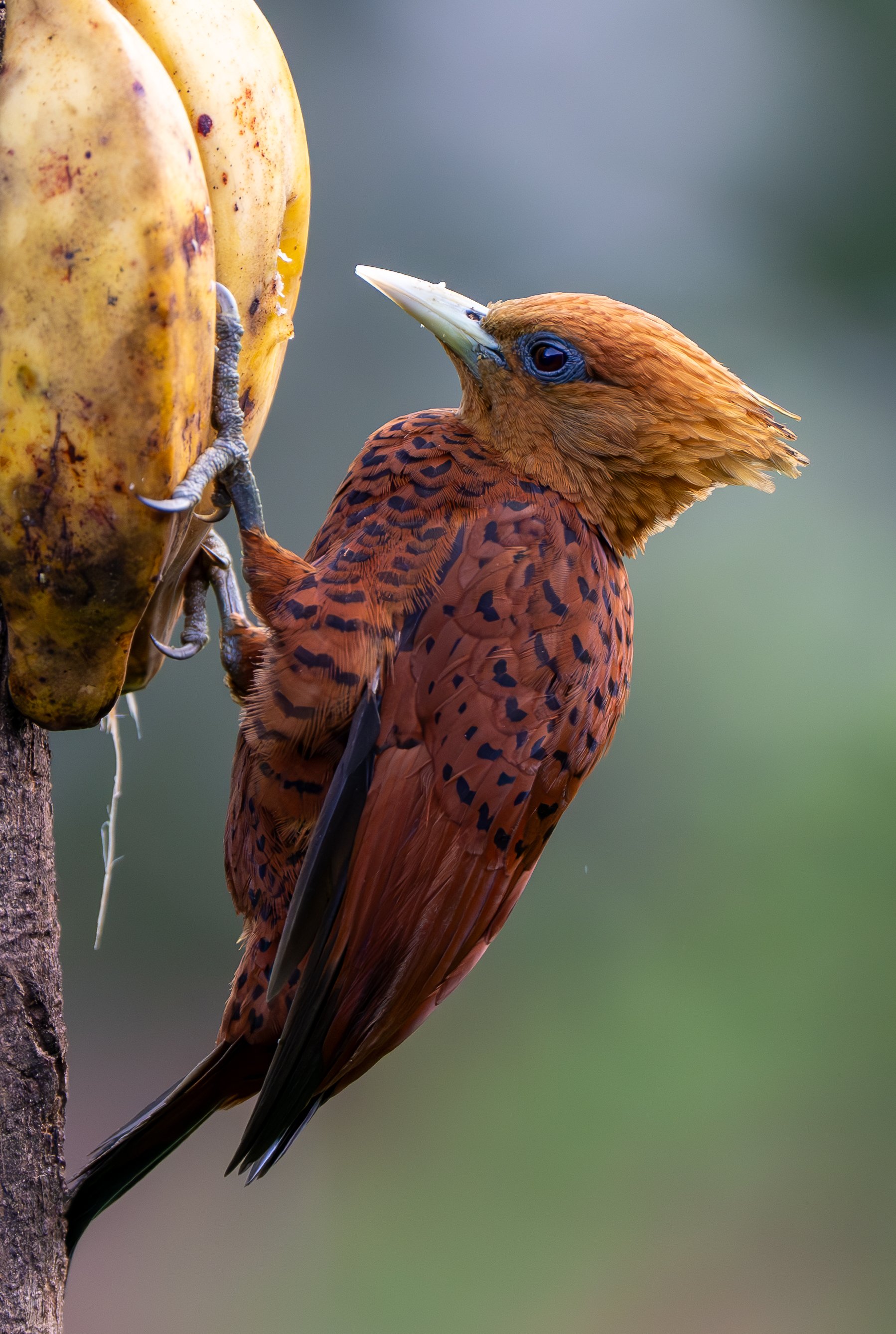 Chestnut woodpecker clinging to a banana bunch, showcasing its reddish-brown feathers and spiky crest, against a blurred background.