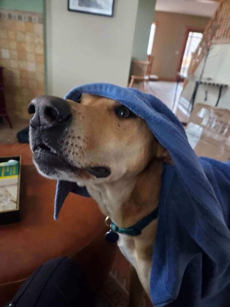 At home pet care in Salt Lake City