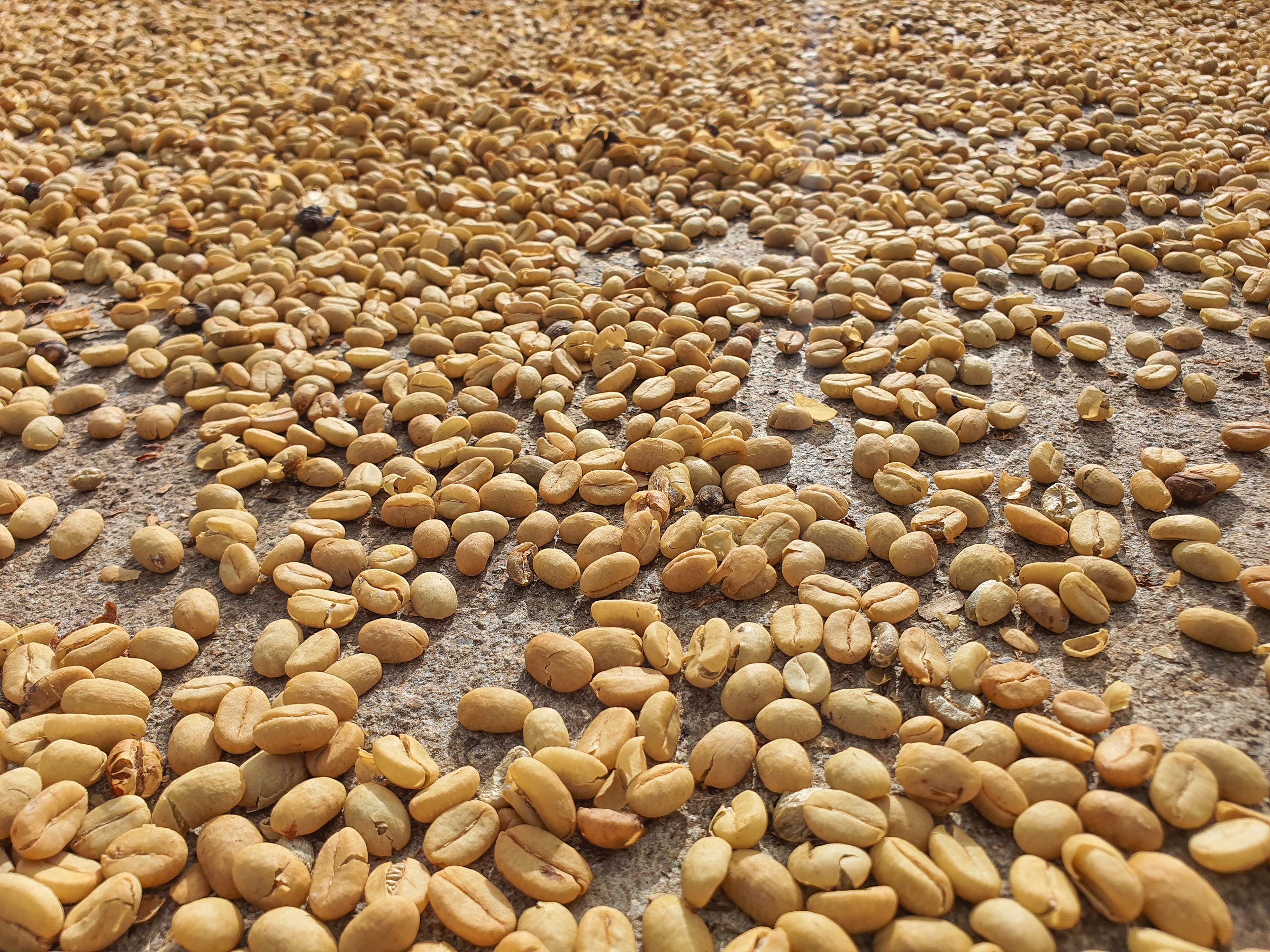 Coffee in the process of drying in the sun