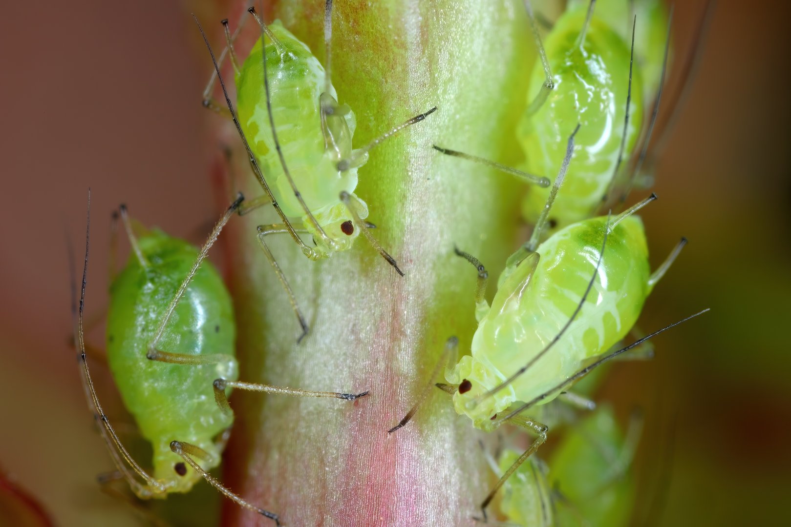 Prickly Lettuce Aphid (Acyrthosiphon lactucae) Insecta. Adult Aphid on Green Leaf. Greenfly or Green Aphid Garden Parasite Insect Pest Macro.