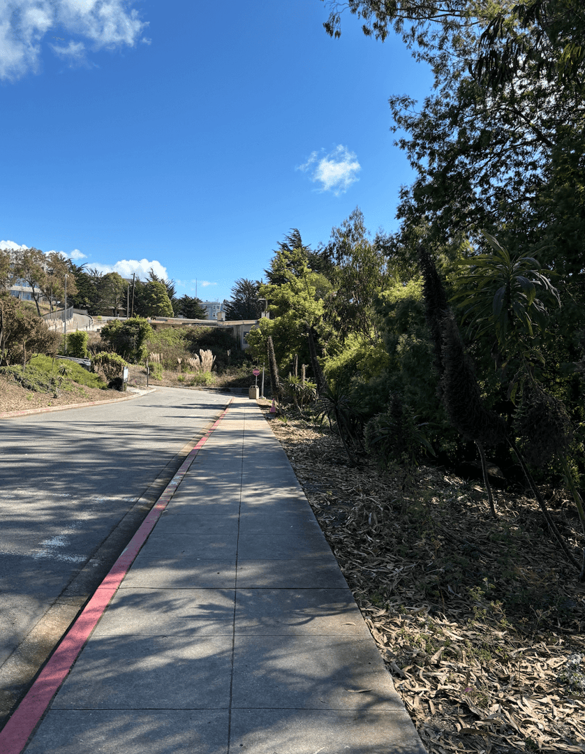 Laguna Hospital Vegetation Cleanup image 4