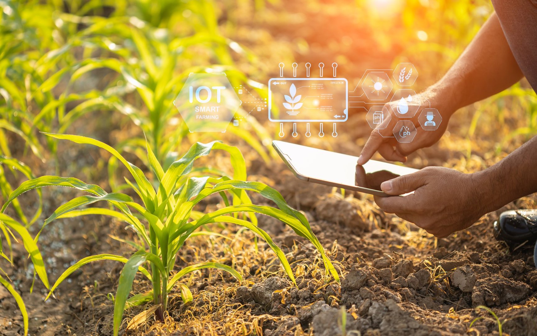 Asian farmer using digital tablet in corn crop cultivated field with smart farming interface icons and light flare sunset effect. Smart and new technology for agriculture business concept.