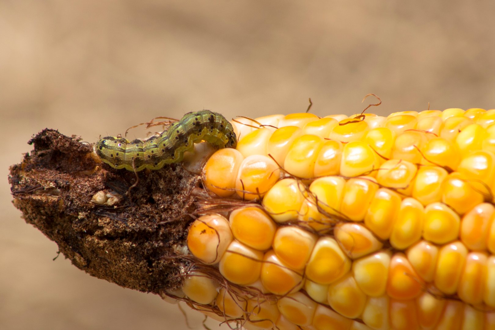 A worm eating the corn