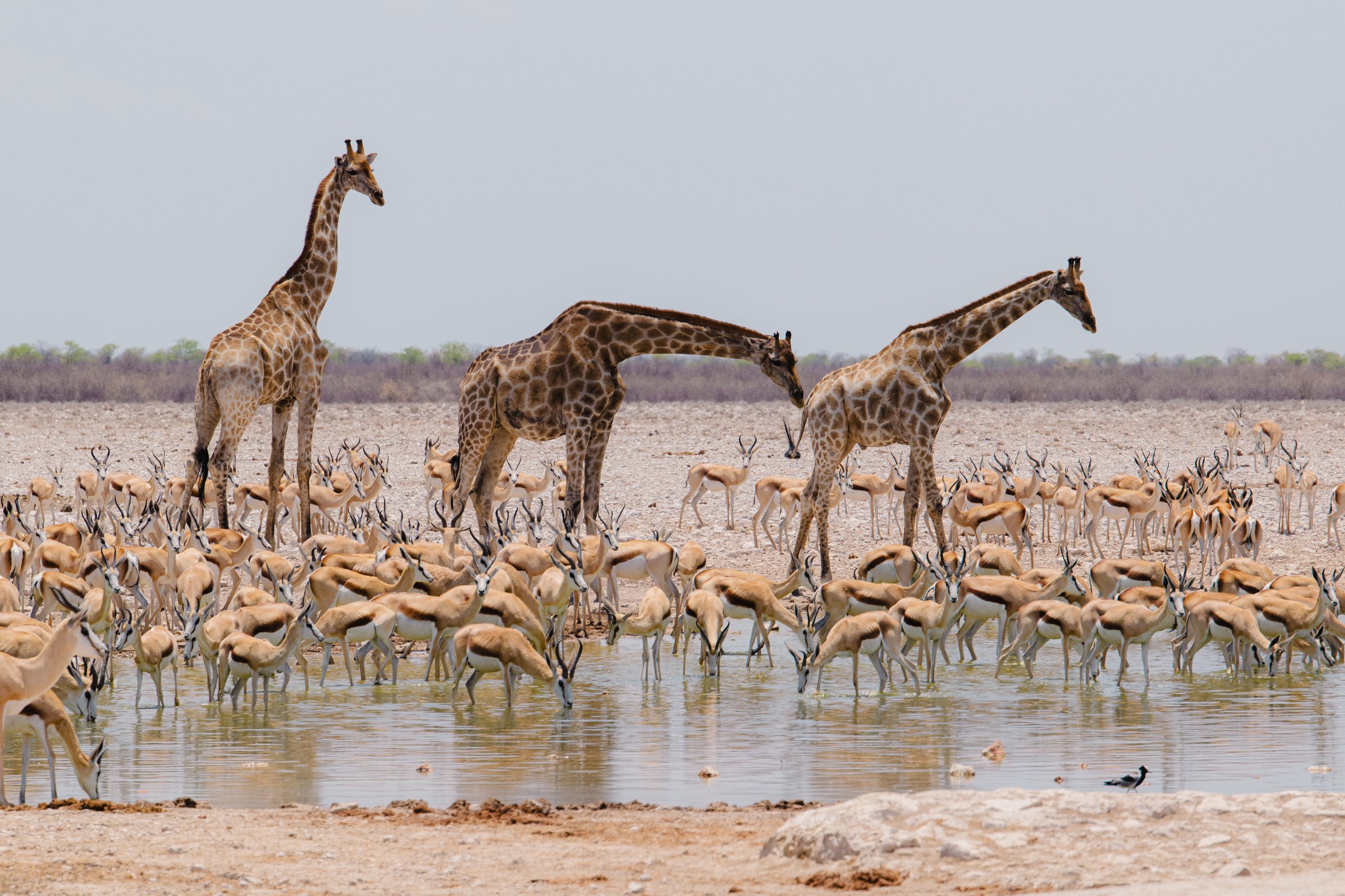Drei Giraffen und eine große Gruppe von Springböcken versammeln sich an einer Wasserstelle in der trockenen Savannenlandschaft. Die Szene zeigt die faszinierende Tierwelt Afrikas und die natürliche Interaktion verschiedener Wildtiere in ihrem Lebensraum. Aufgenommen im Etosha-Nationalpark, Namibia.