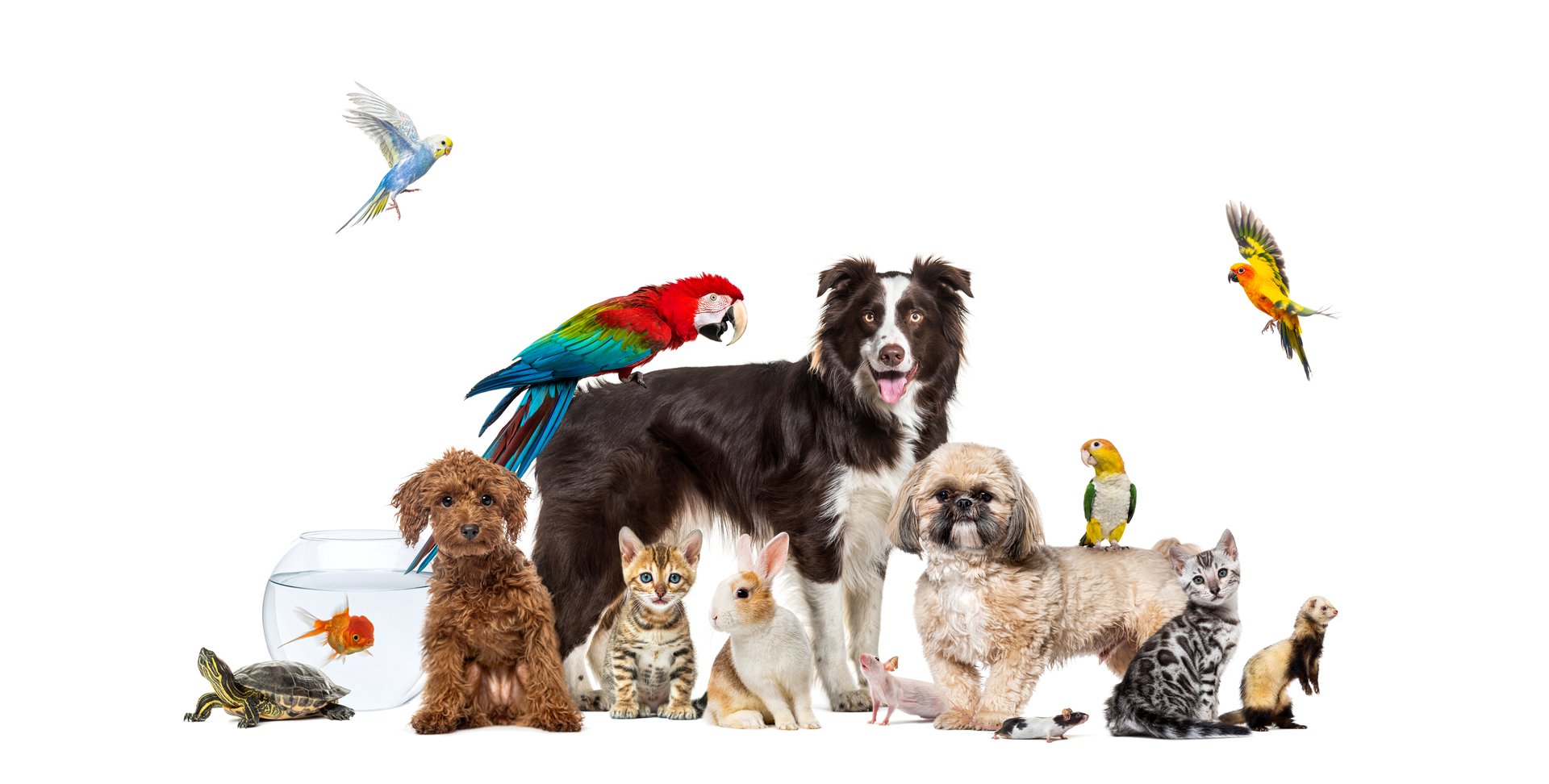Large group of domestic animals including dogs, cats, birds, rodents, reptiles and fishes, posing together on white background