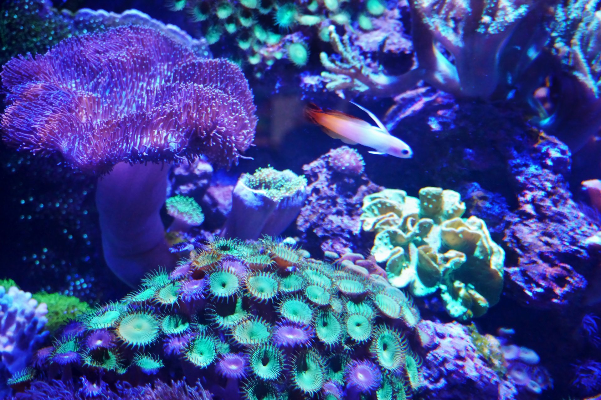 Coral reefs in aquarium. Coral reef conservation.