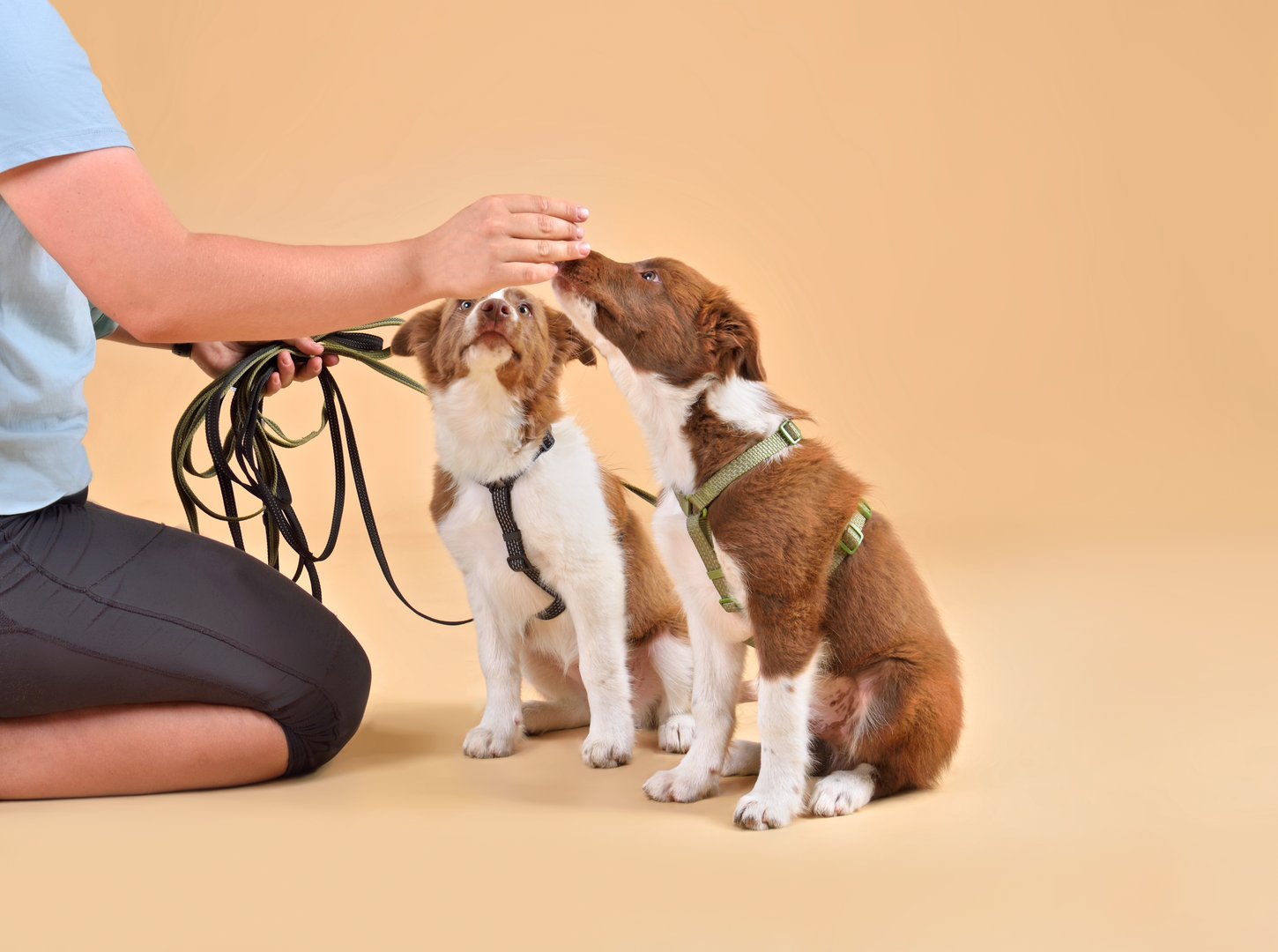 Border collie puppies during training session