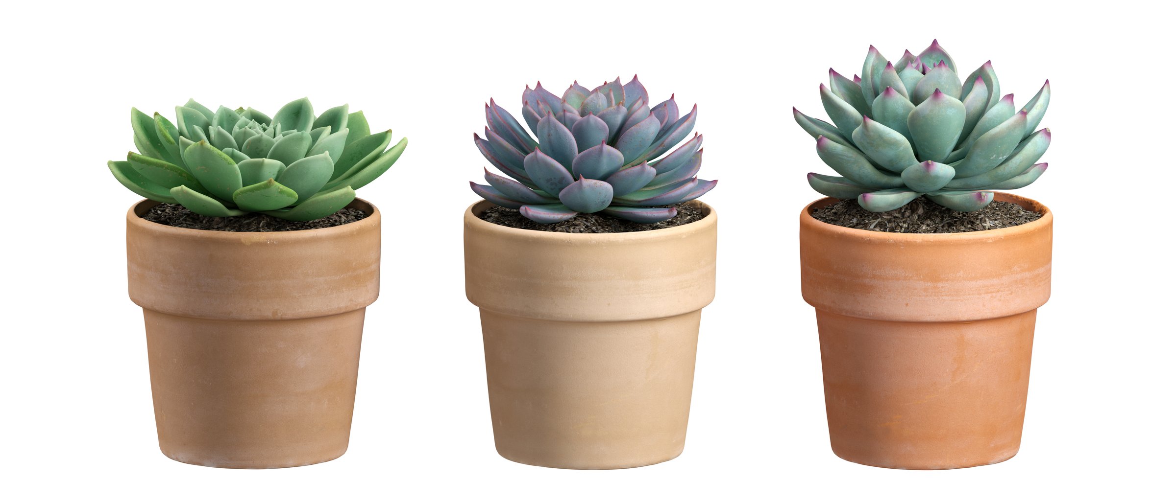 Tropics plants in clay pots isolated on white 3d rendering