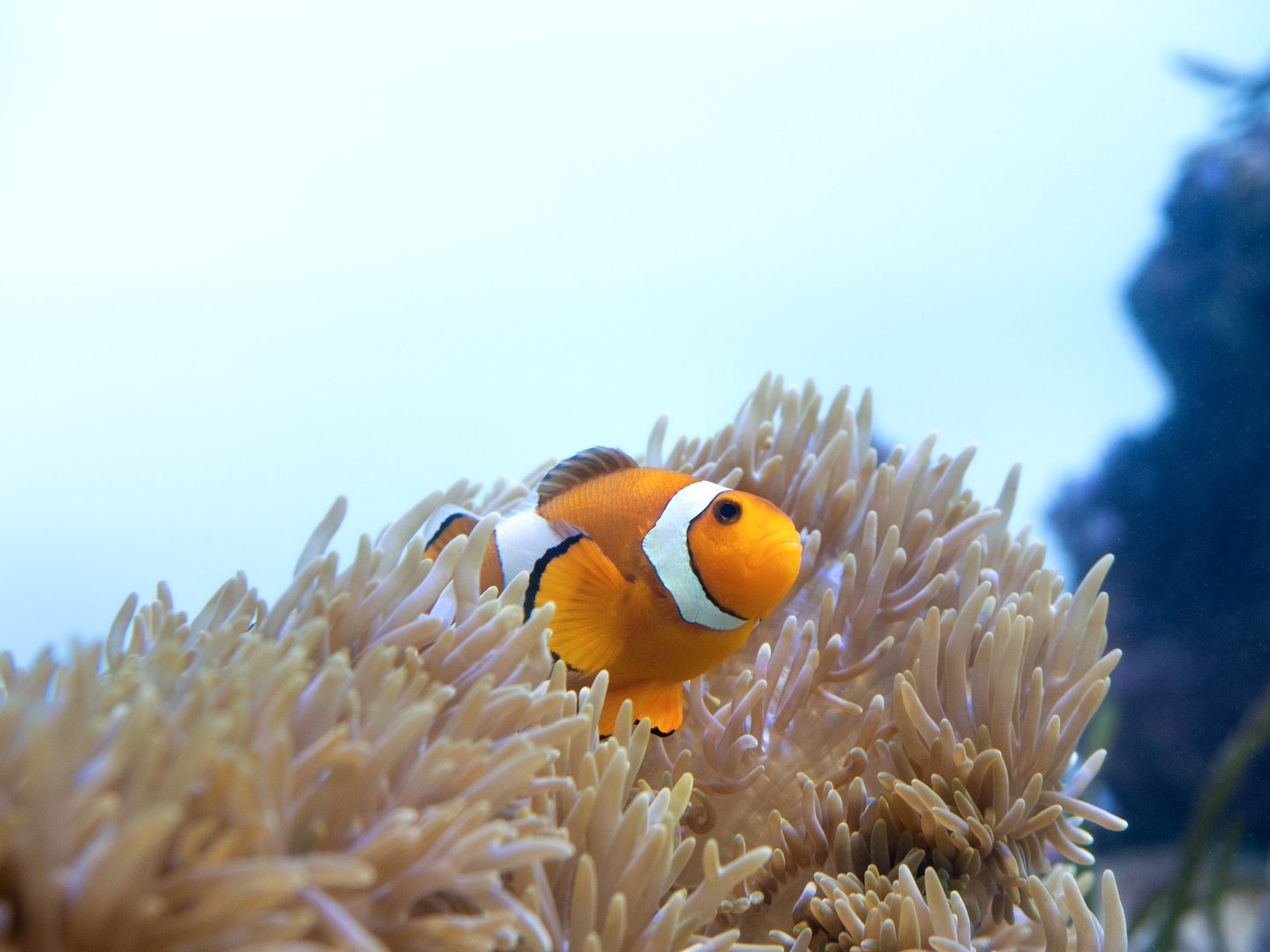 Clownfish and sea anemones
