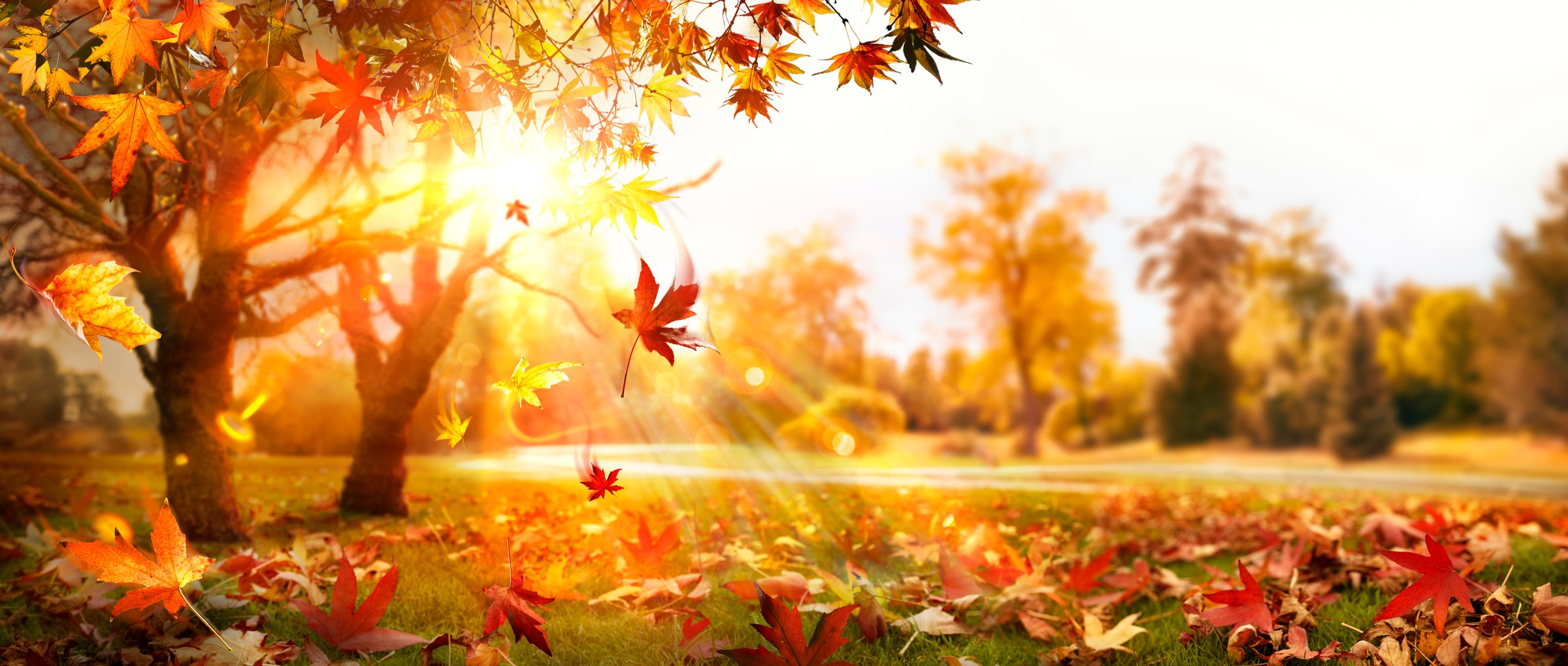 Maple Trees And Orange Foliage In Park With Falling Leaves - Abstract Flare Effects