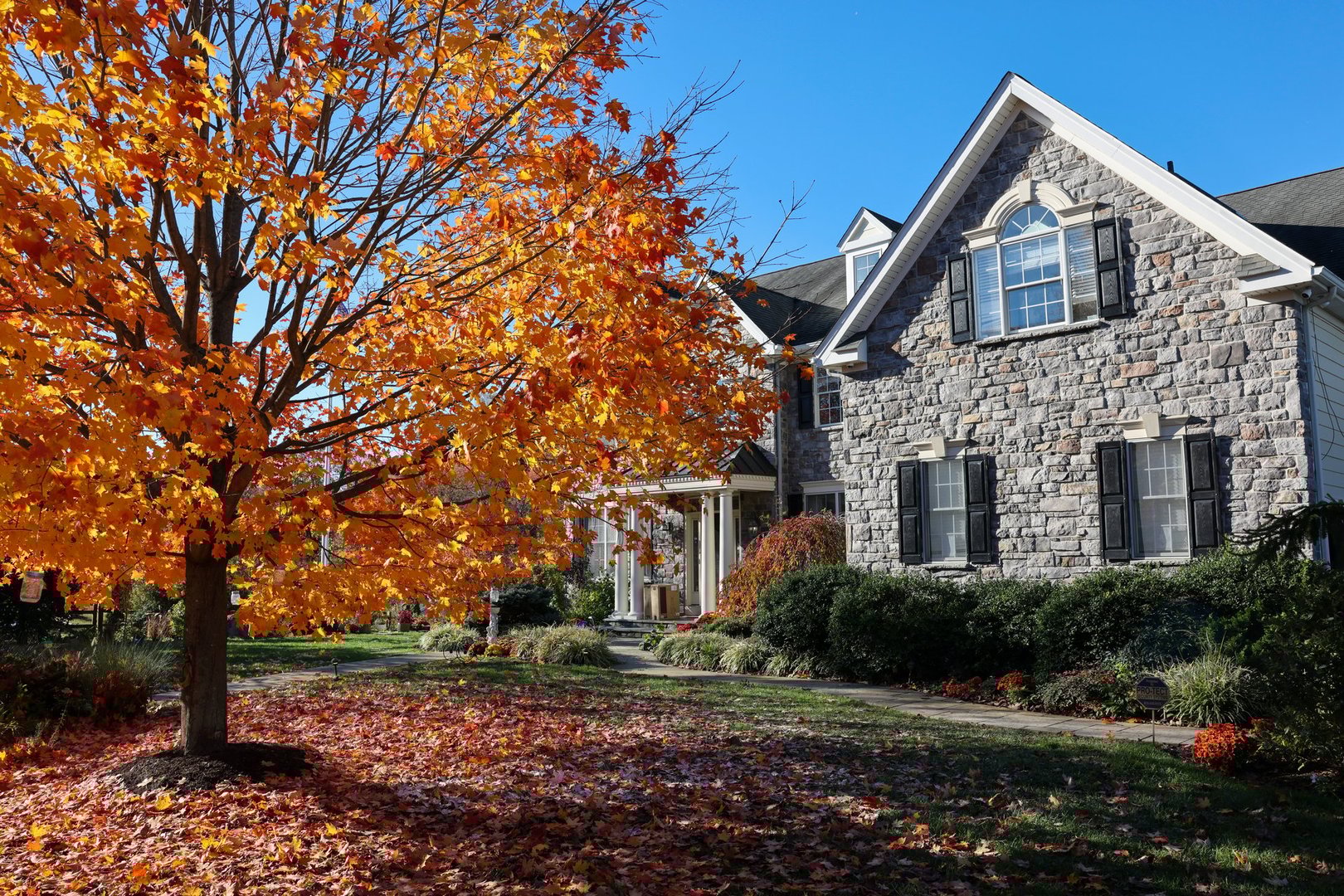 A maple tree with yellow leaves in front of a colonial style house in autumn in Philadelphia suburb