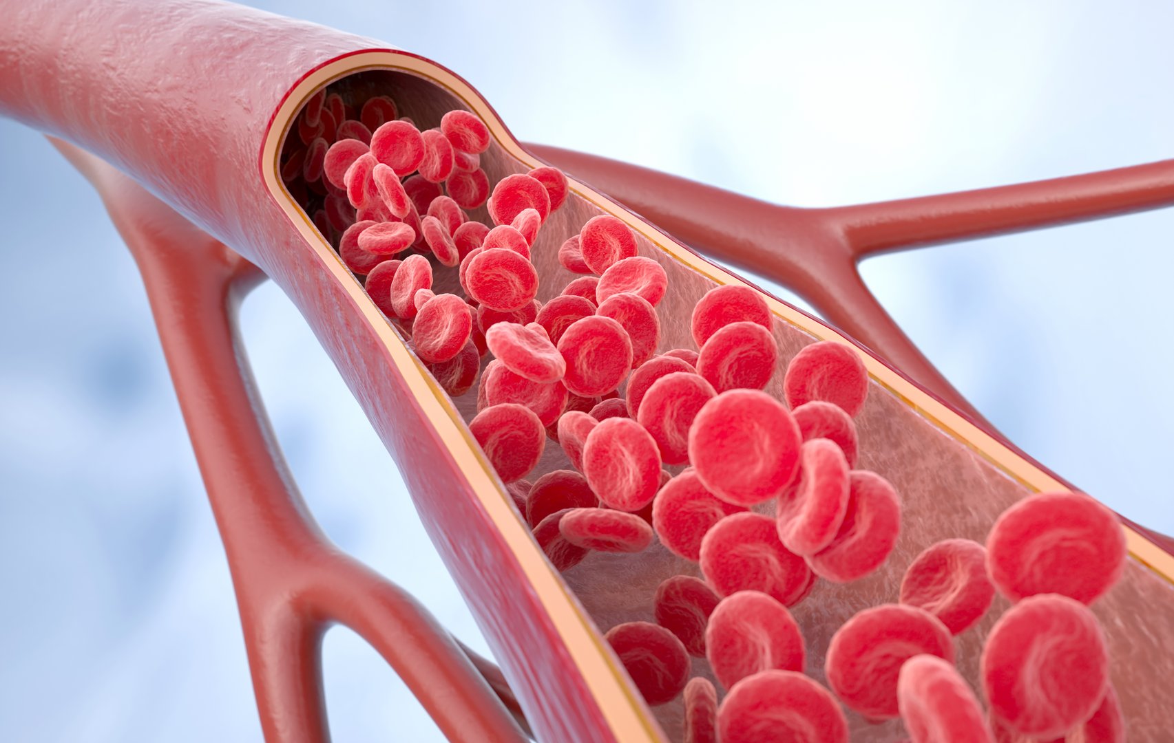 3d illustration of red blood cells inside an artery, vein. Healthy arterial cross-section blood flow. 3D rendering