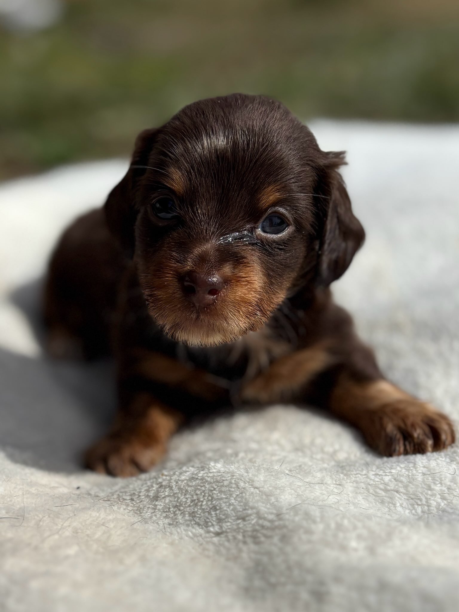 A small brown puppy with light brown markings on its face and paws lying on a soft white blanket.