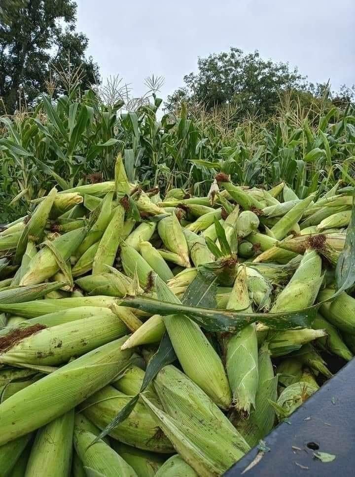 Maize from Uganda