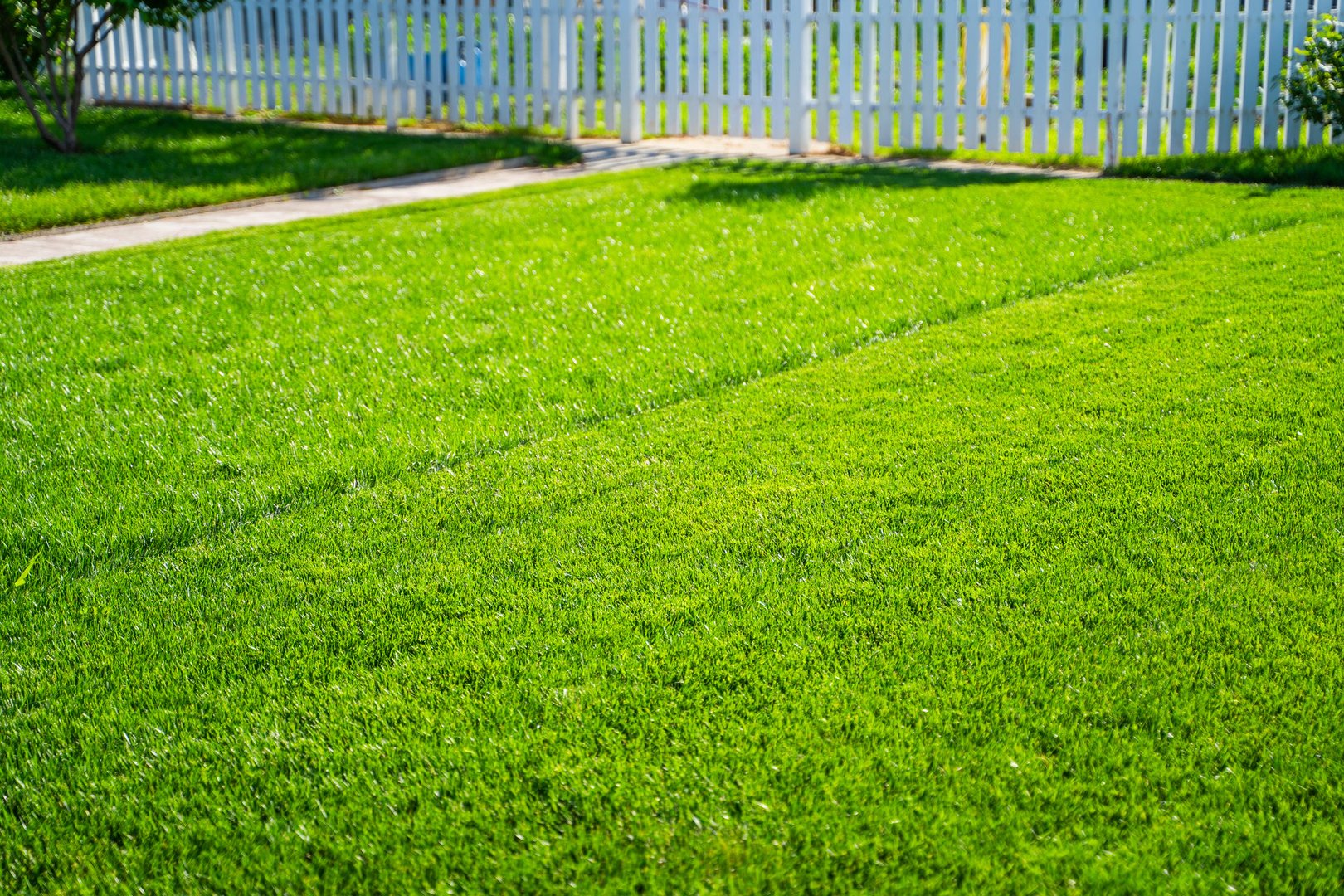 Green lawn during lawn mowing on a sunny day
