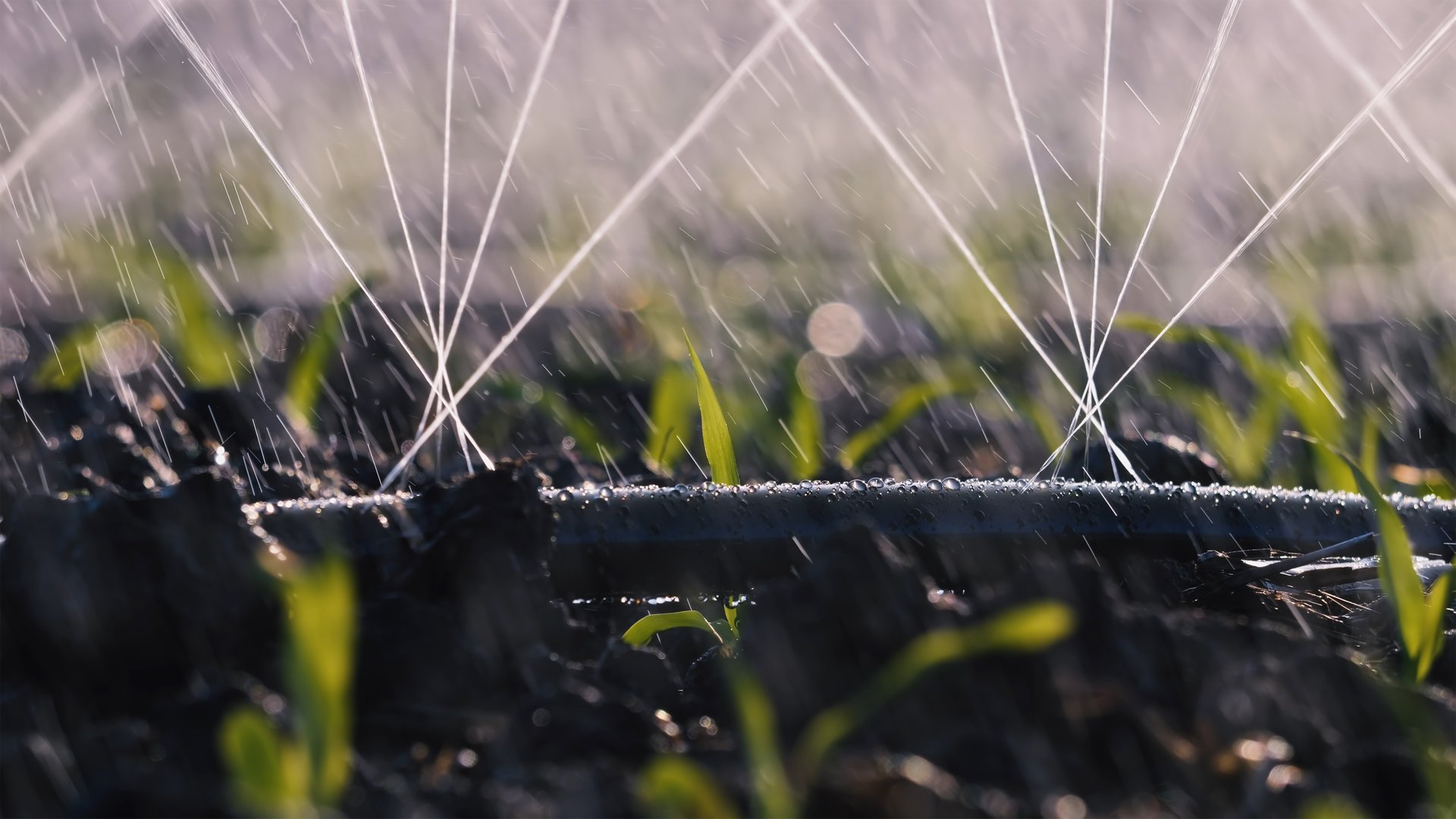 close-up of spraying fine water droplets onto soil and Corn Seedlings using drip irrigation systems. agricultural technology