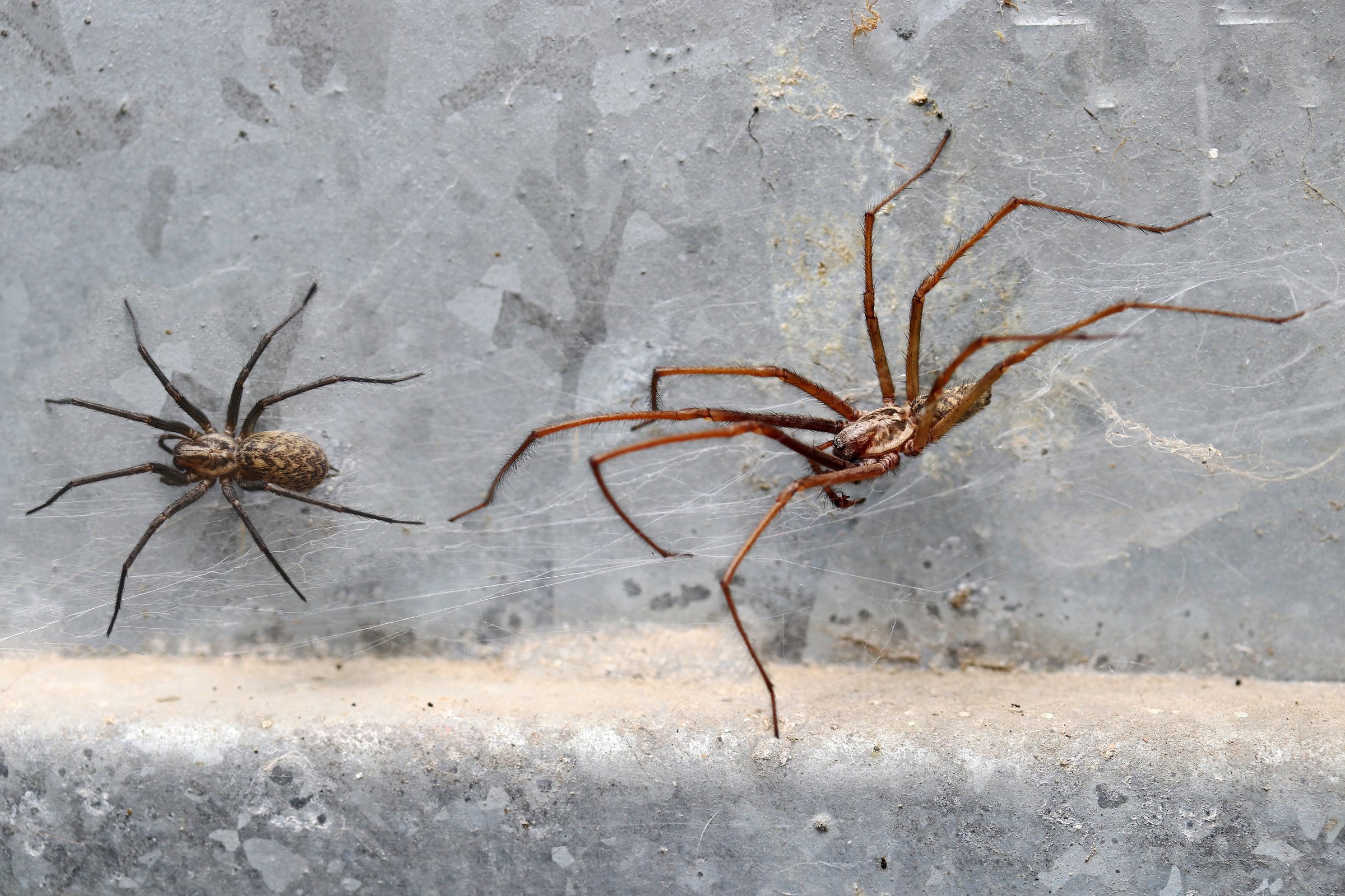 Large spider in basement