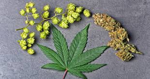 Terpene Image