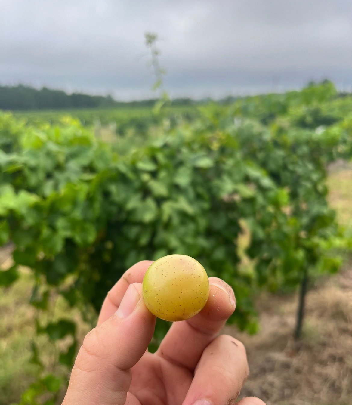 Fresh muscadine grapes