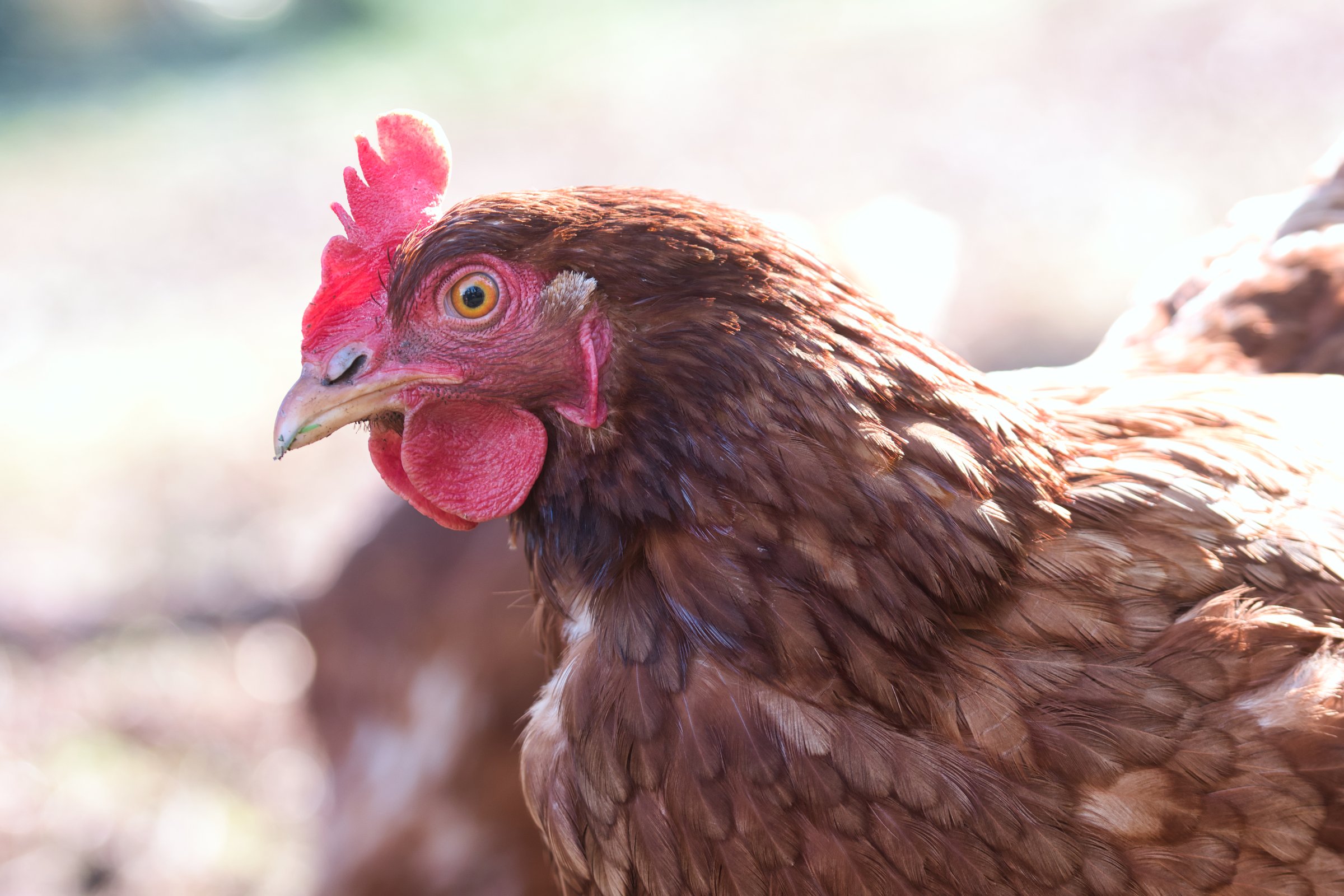 Adult hen of Lohmann brown variety, bird head and face with beak, red comb, wattles, ear lobe and eye visible, side view, backyard chickens concept