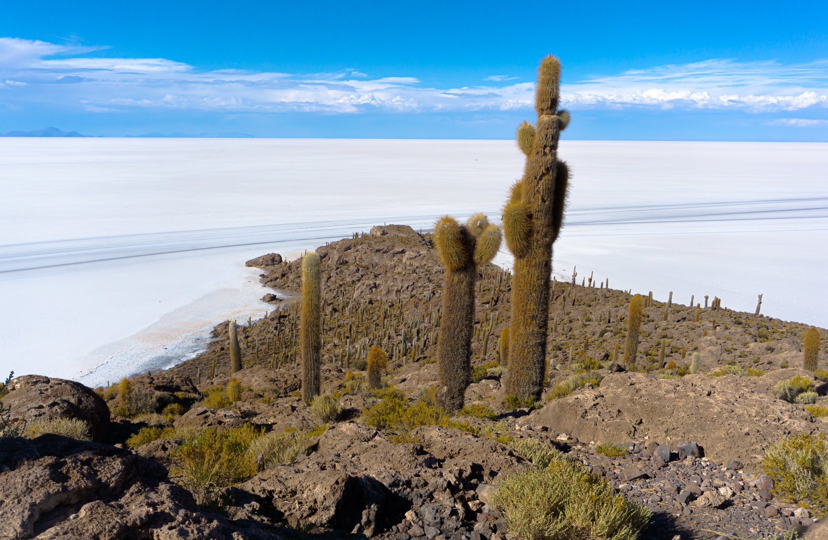 Cactus landscape from Incahuasi Island overlooking the Uyuni Salt Flat in Bolivia under sunny sky