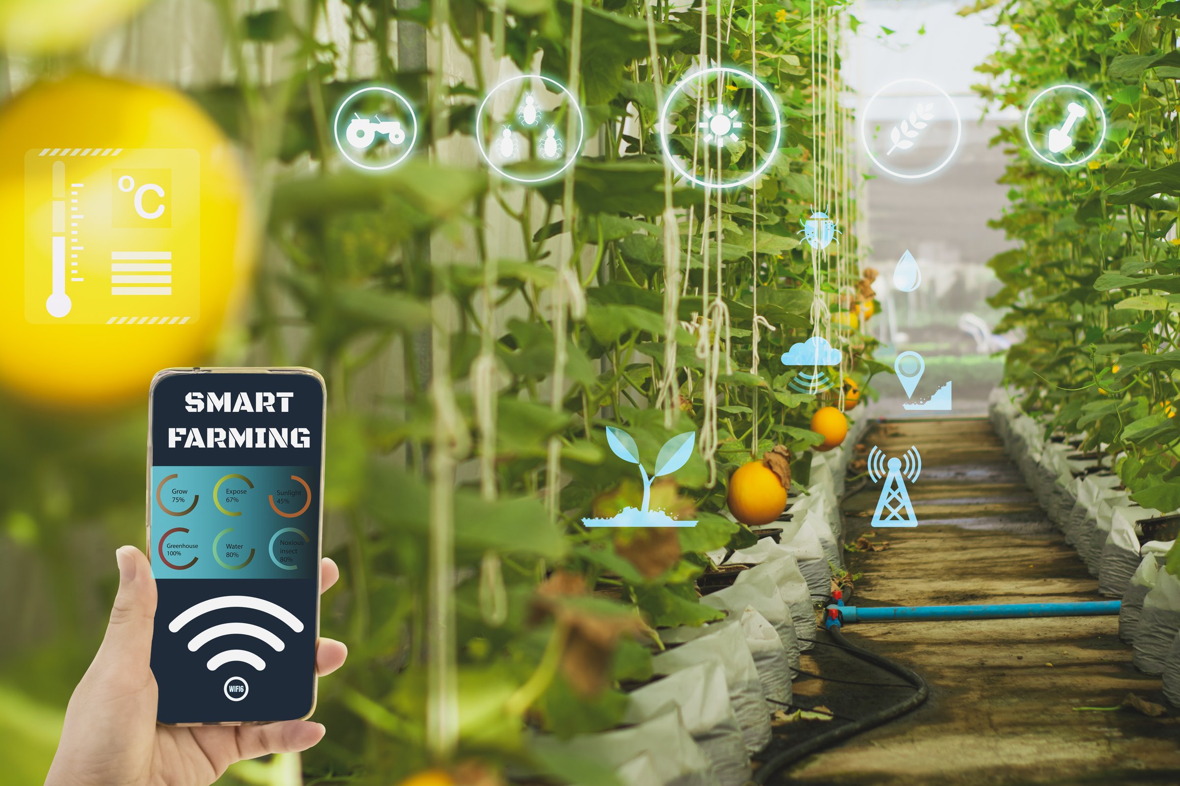 Smart farmer holding smartphone,icon interface agriculture farm background,concept agricultural product control with artificial intelligence or AI technology, production by smart agriculture to future