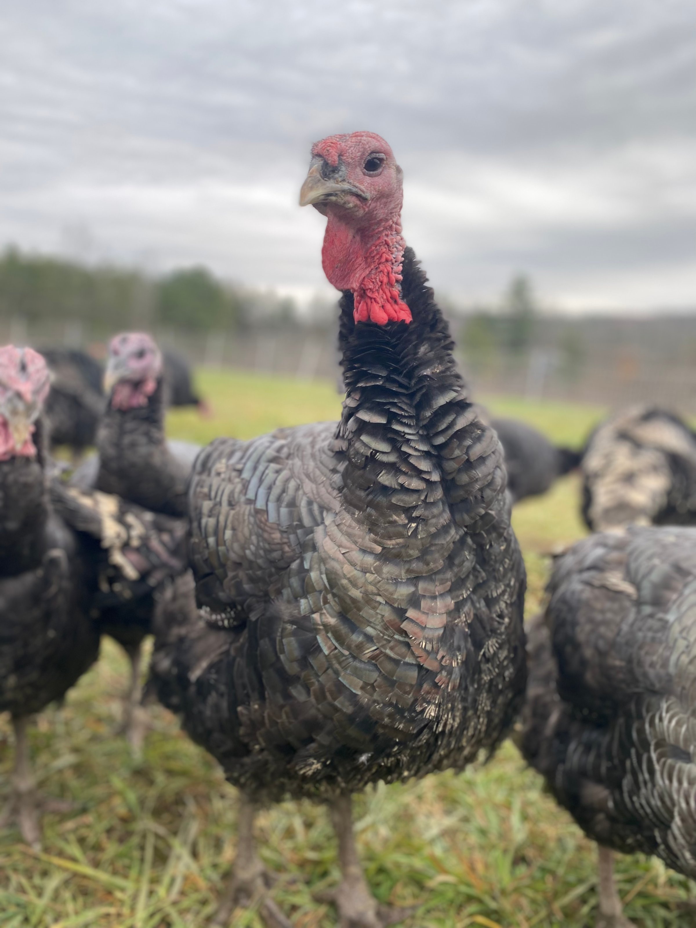 Free-range turkey on a farm