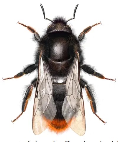 Humle - fredete pollinatorer som ikke skal bekjempes