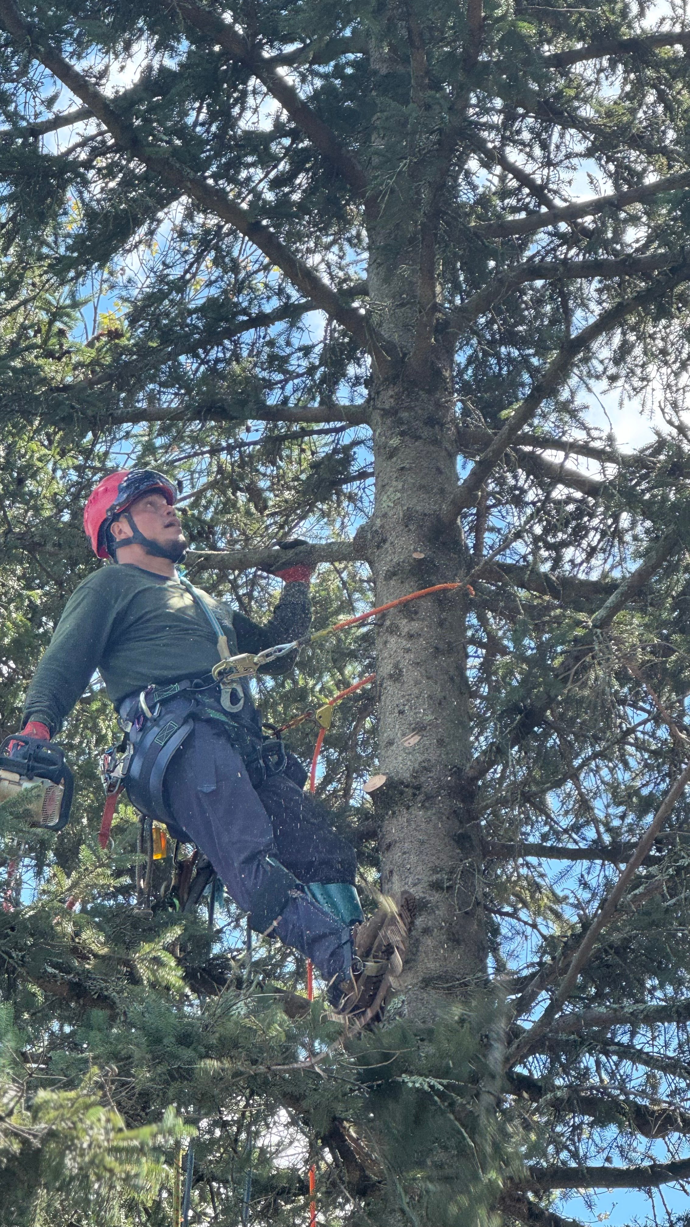 Tree trimming and pruning service
