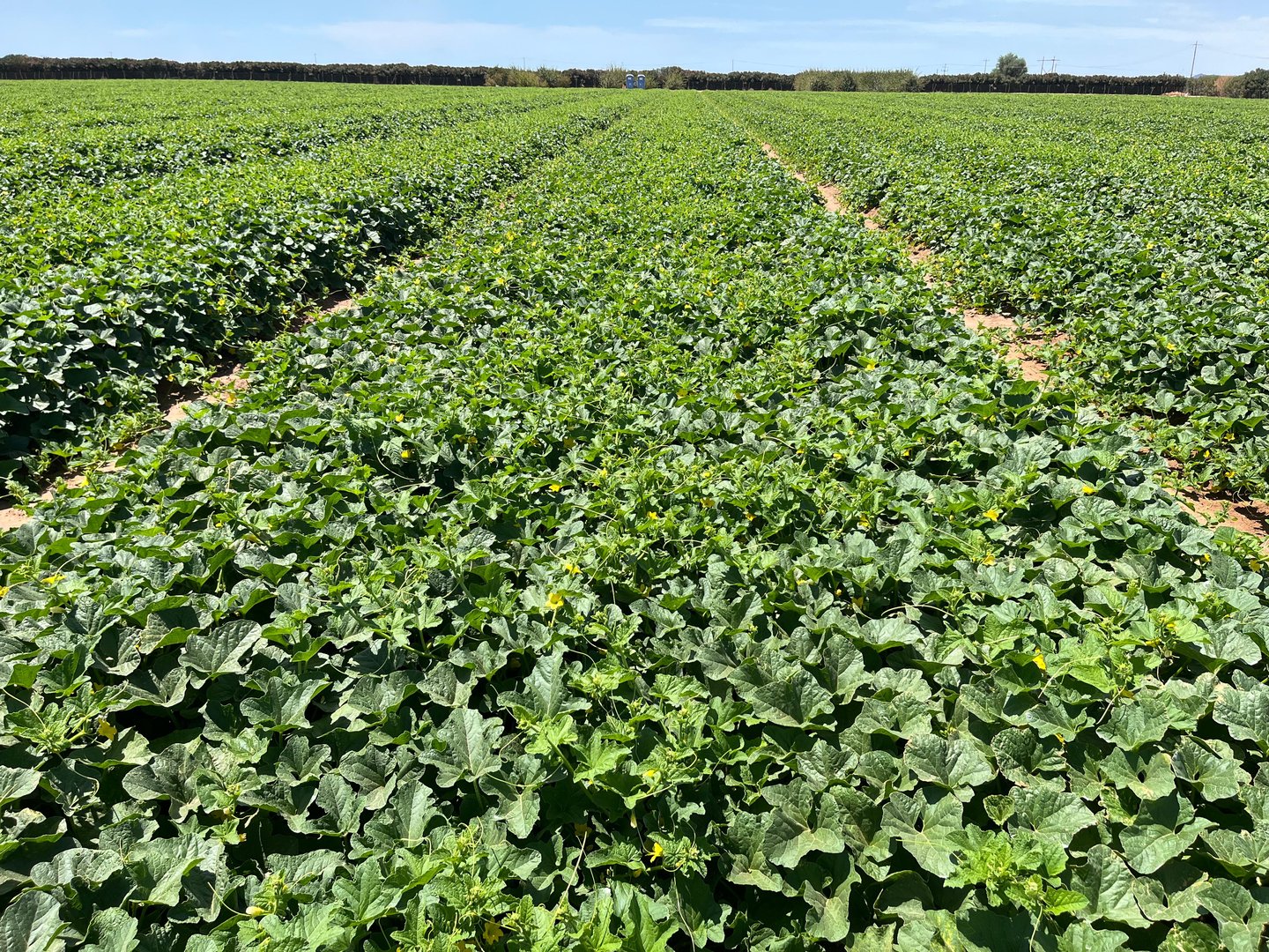 Stesan Produce team working in lush green crop fields