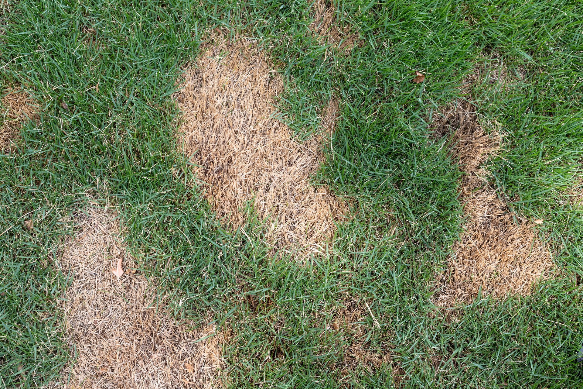 Patchy Lawn with Brown Spots