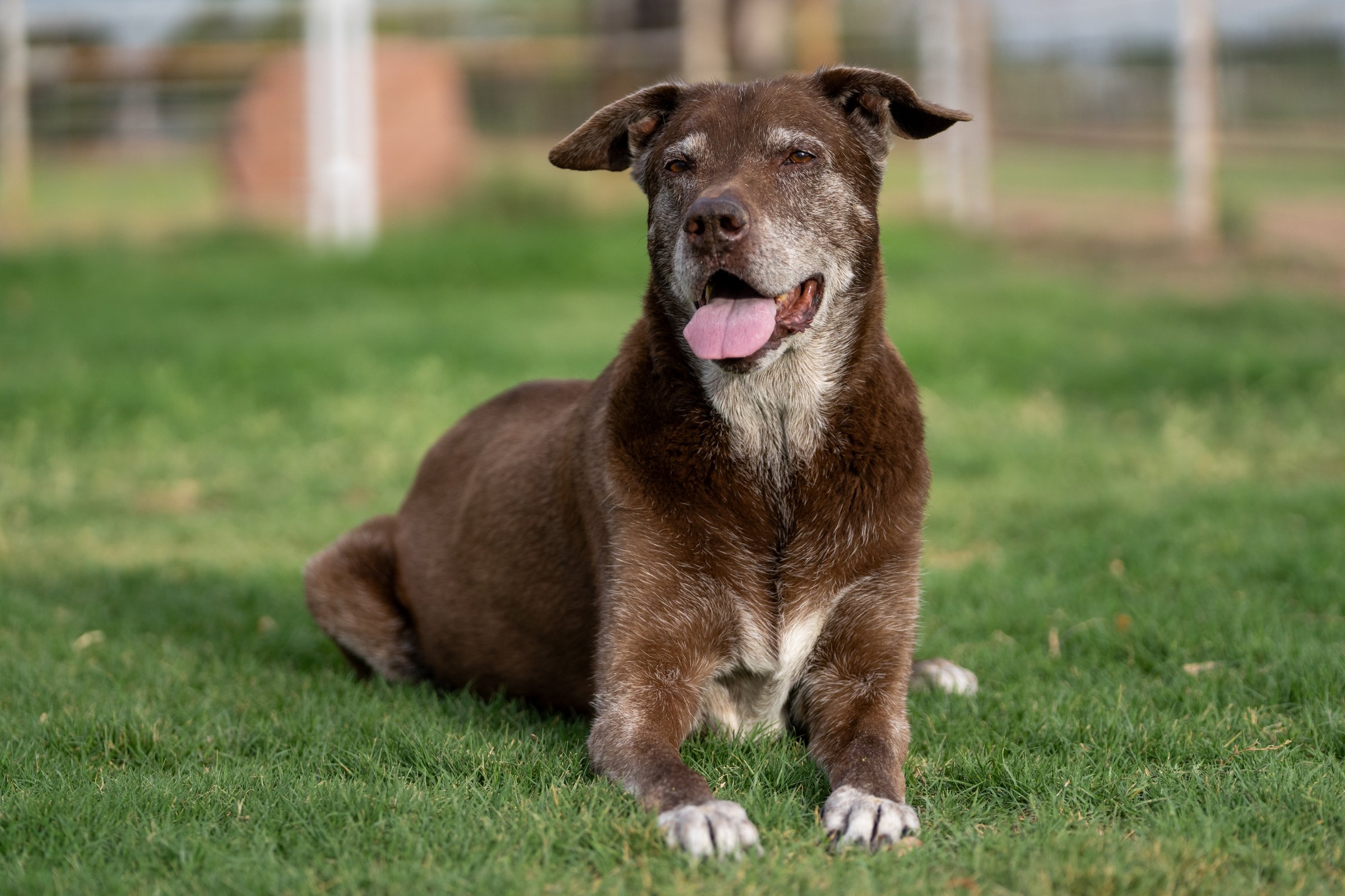 Senior Labrador Retriever posing for a natural portrait while lying in the grass