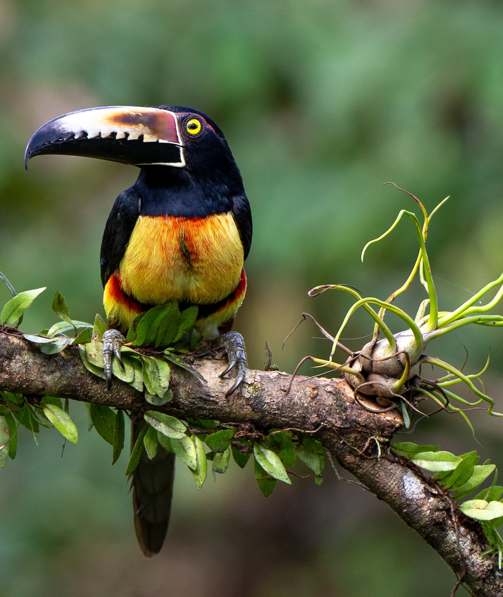 A colorful toucan perched on a tree branch surrounded by green foliage, with a distinct black beak and bright plumage.