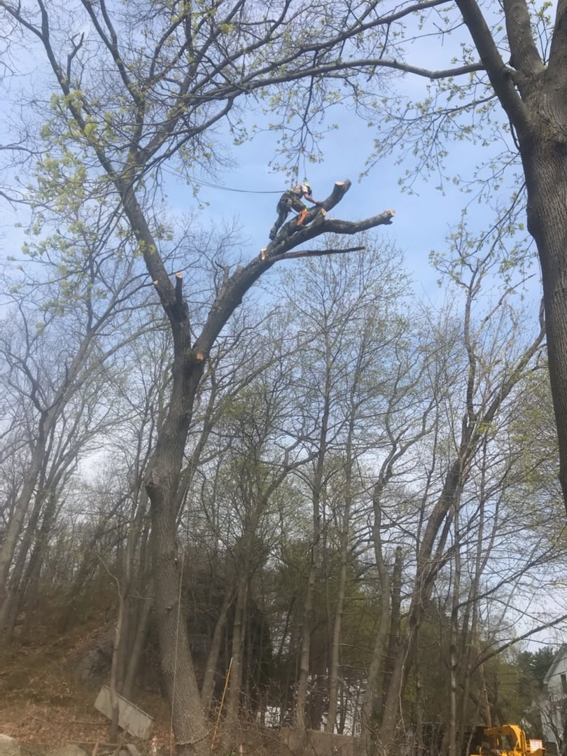 Emergency tree service