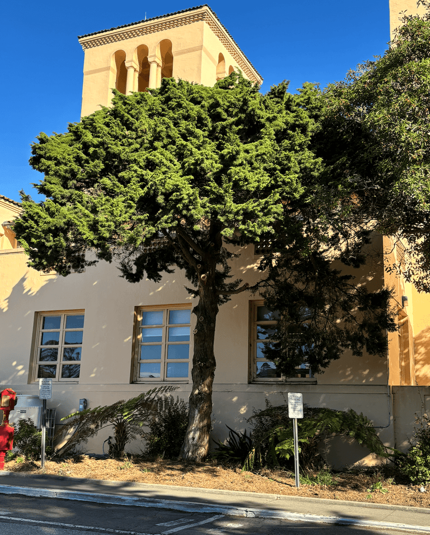 Laguna Hospital Tree Service image 1