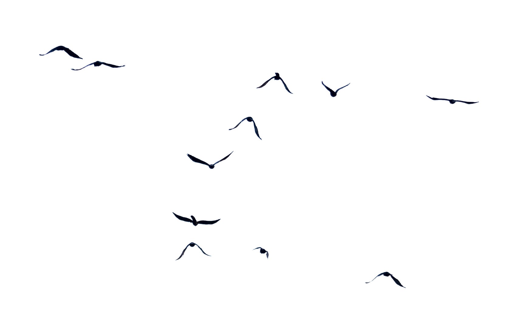 Flock of birds in flight isolated on white background.