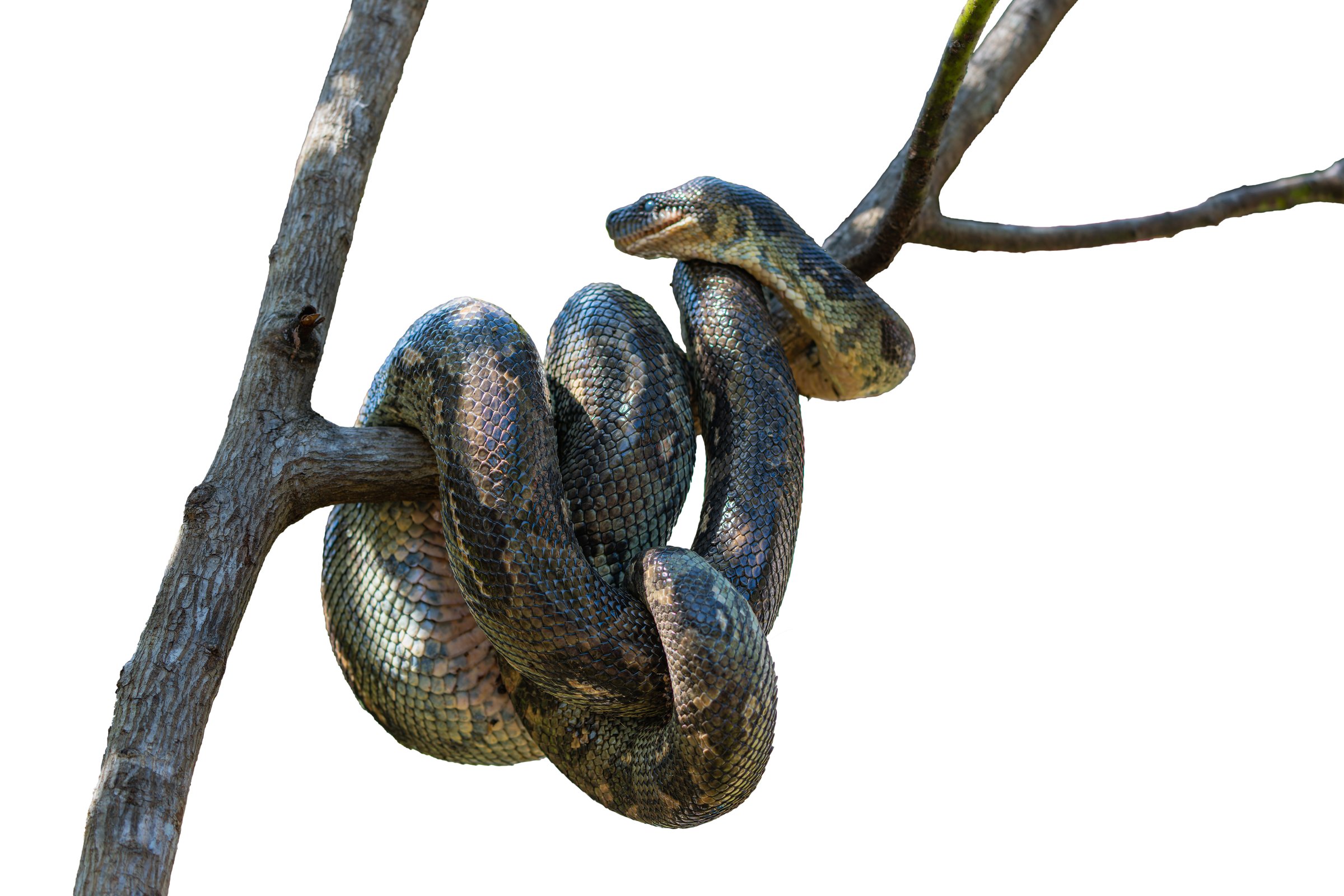A coiled snake with intricate scales on a tree branch. The snake's scales display a mix of green and brown hues, blending with the natural surroundings. Andasibe Reserve, Madagascar. isolated image.