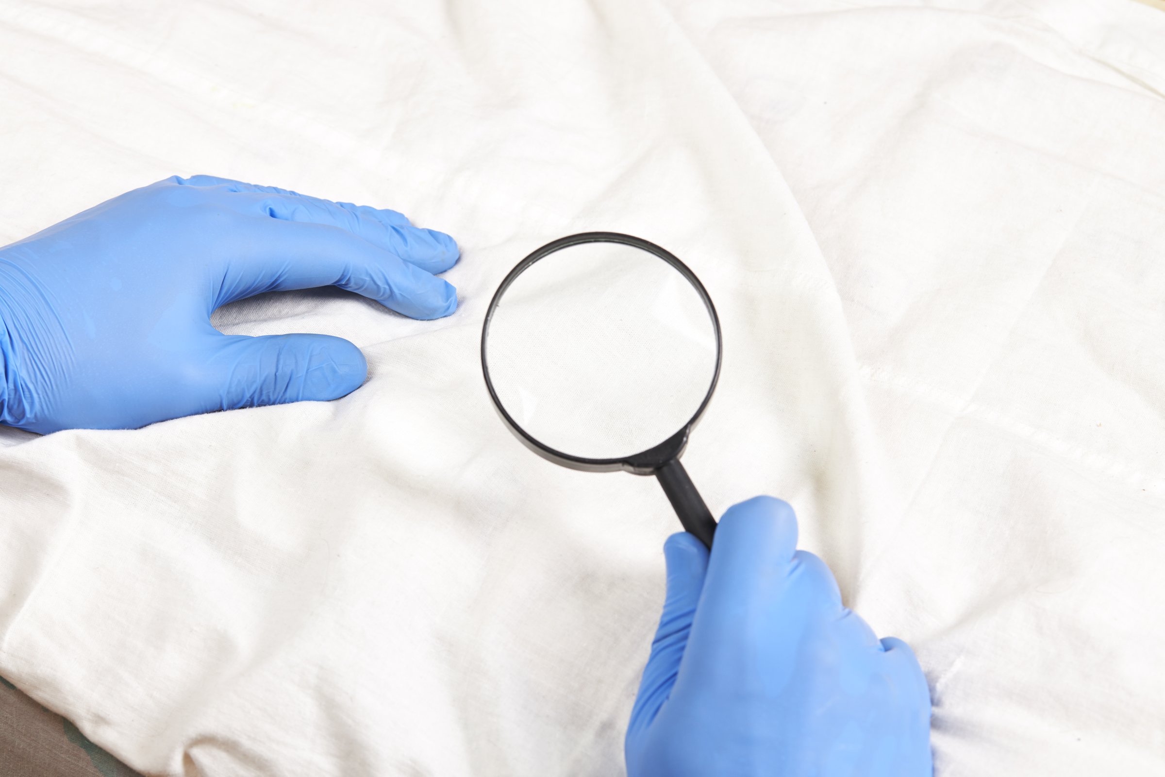 person detecting pest or insect on a furniture textile. parasite control and cleaning service concept. sanitation worker. copy space.