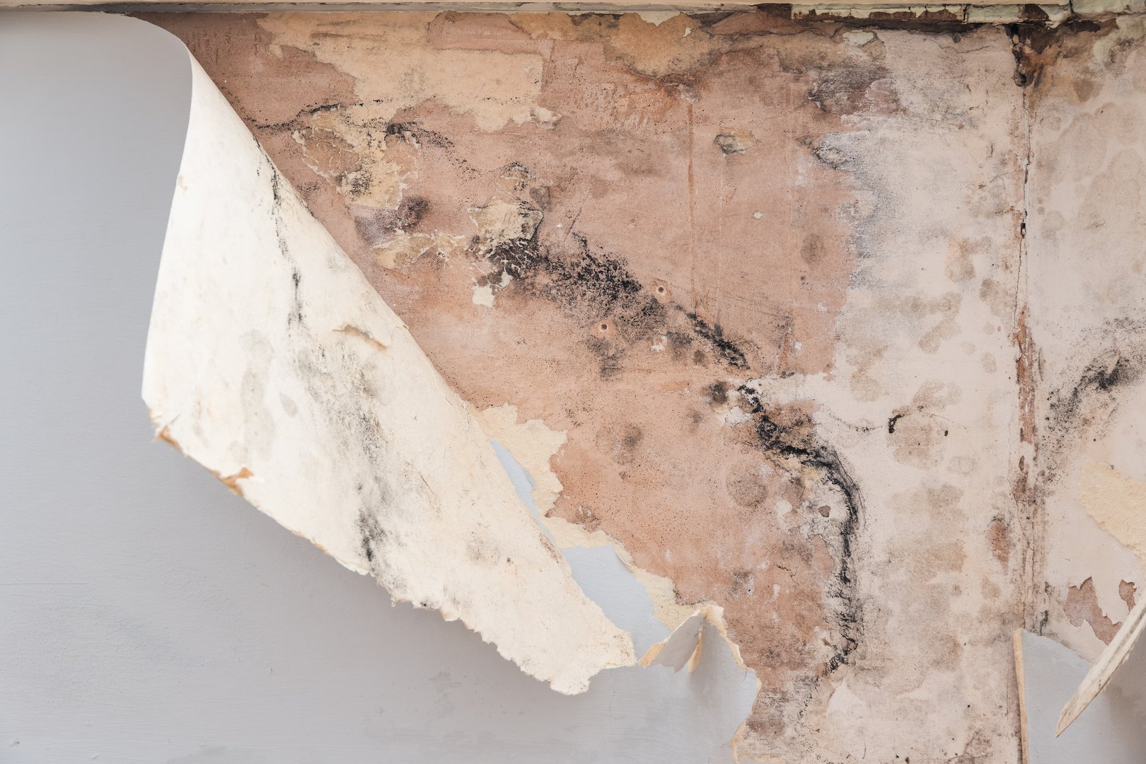 Black mould and peeling wallpaper caused by rising damp