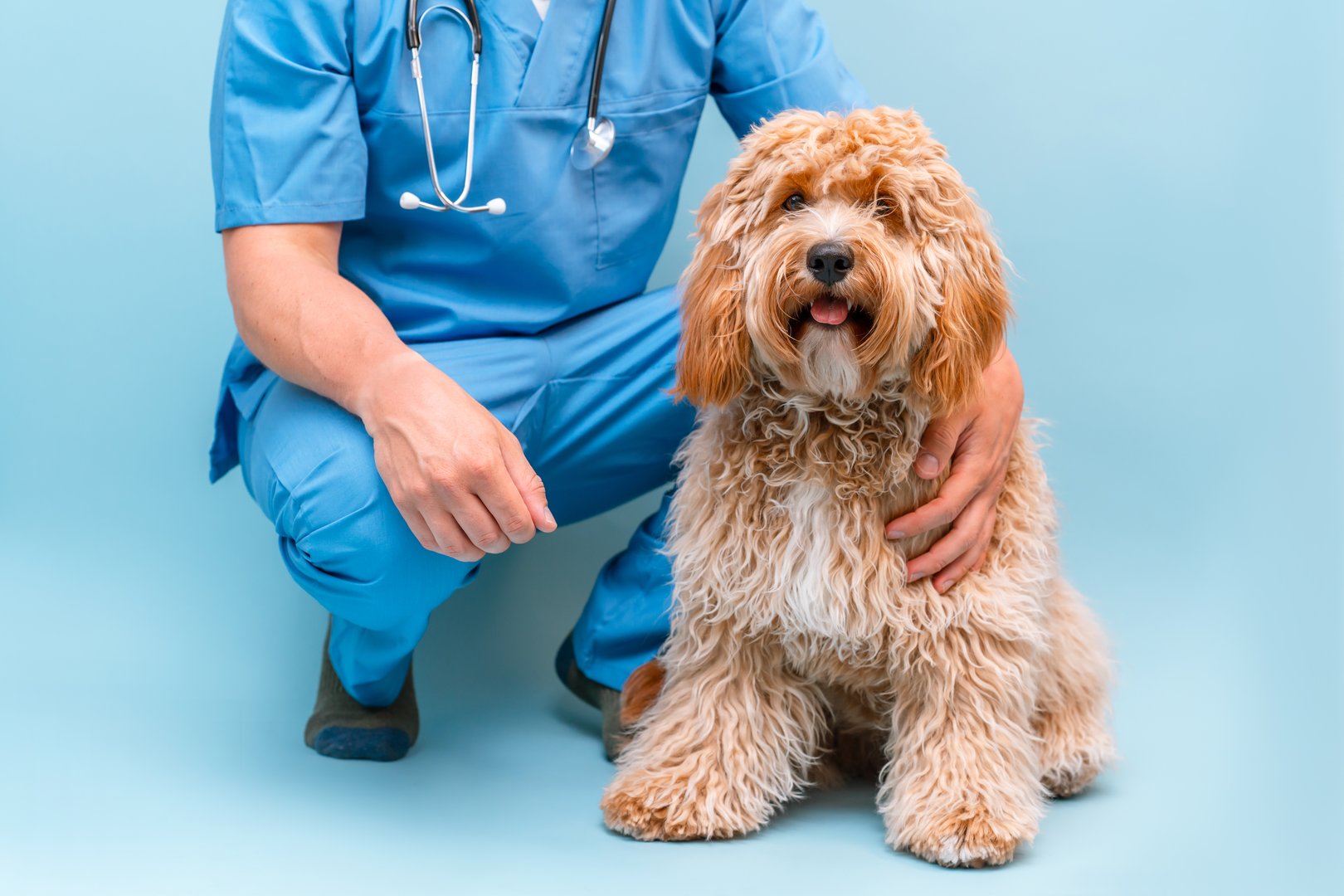 A male veterinarian young man in a blue uniform with a curly brown Labradoodle or poodle dog on the background, place for text