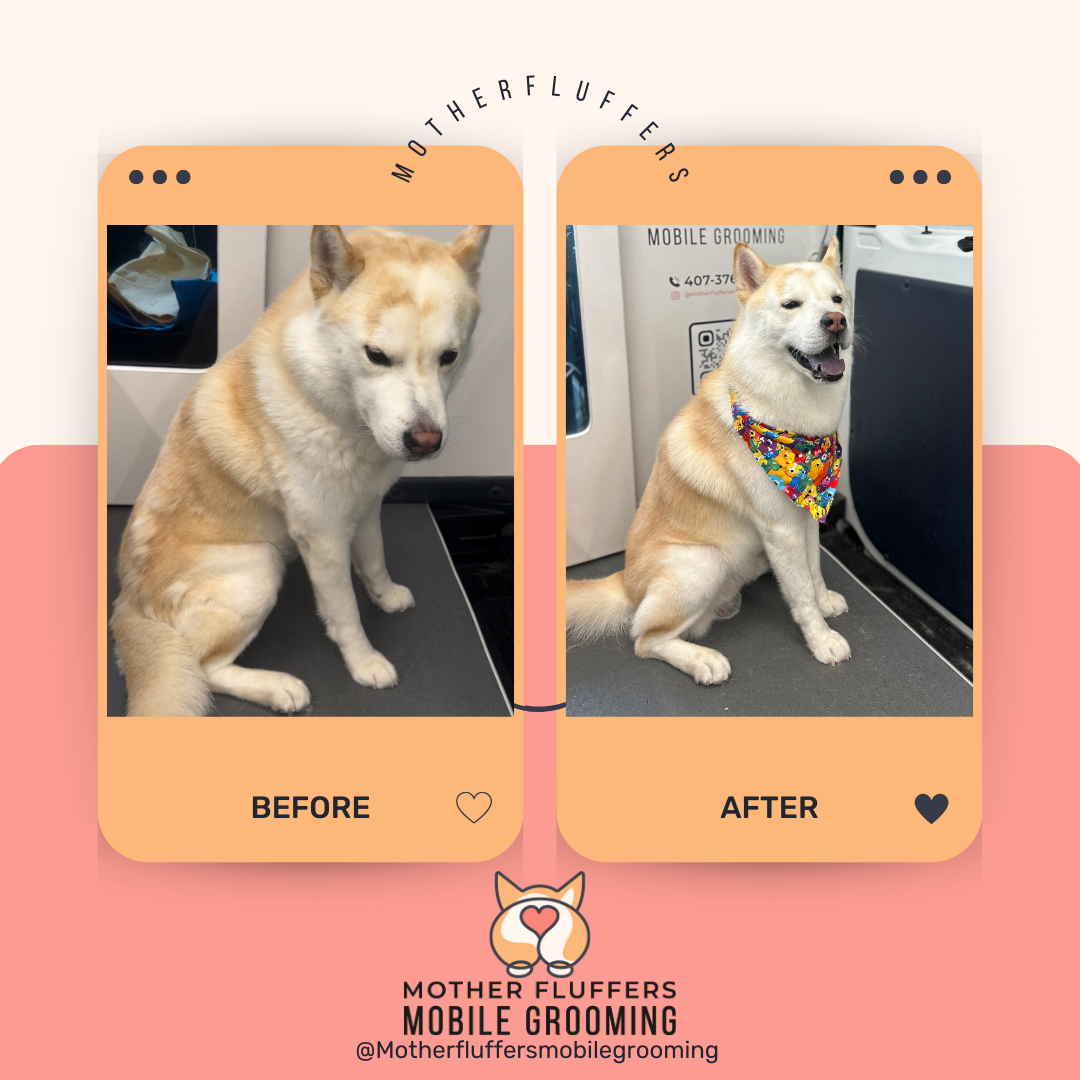 Mother Fluffers mobile grooming service