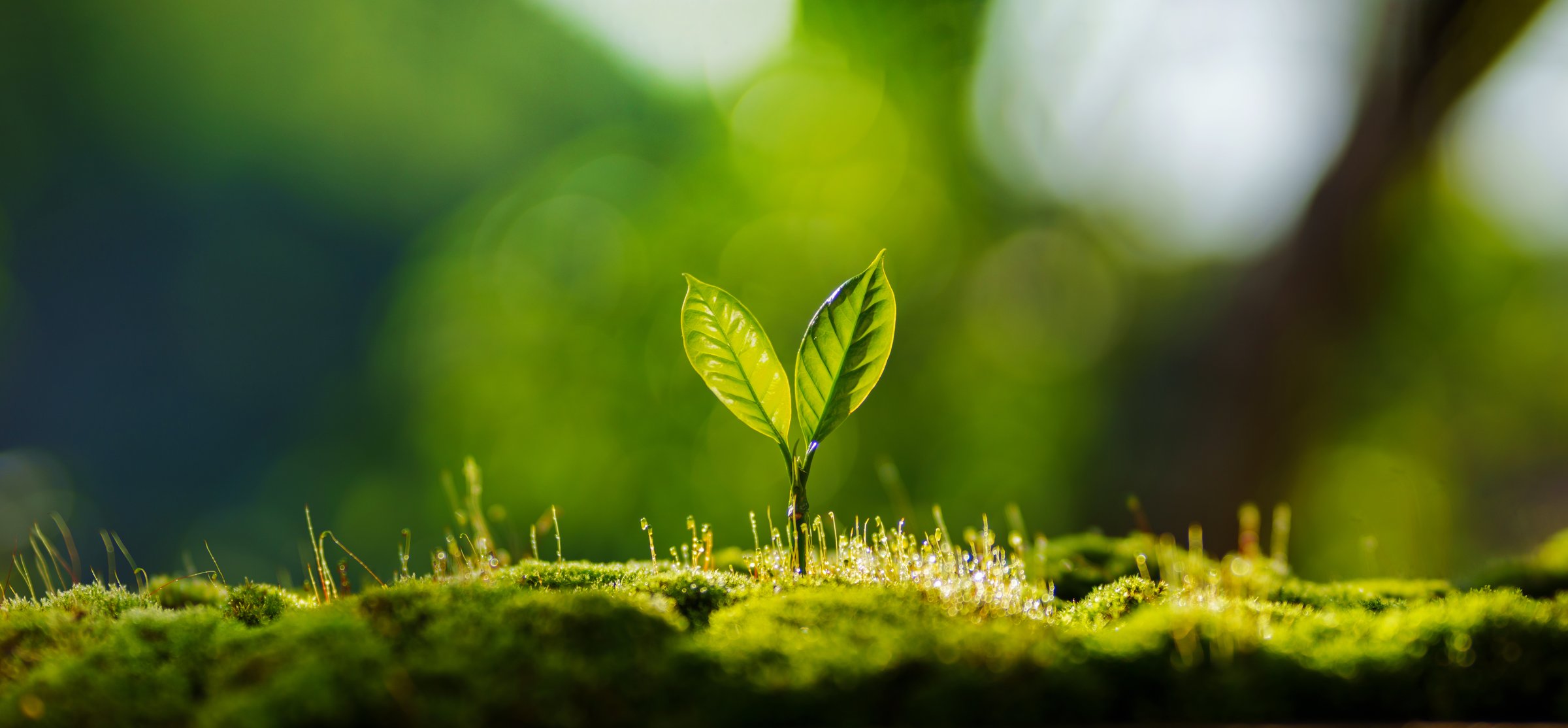 Small tree on the ground covered with moss, tree planting, growth, nature and environment background