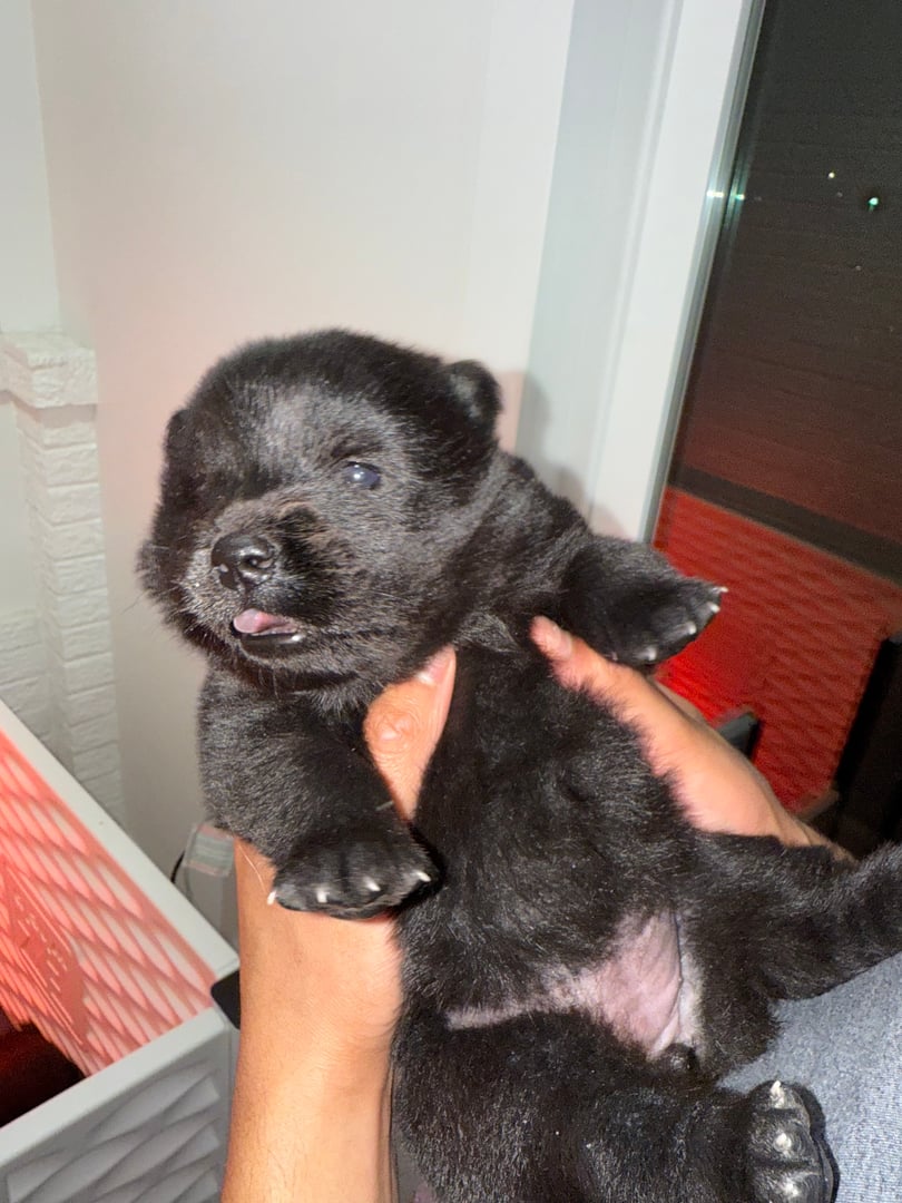 Female Chow Chow Puppy
